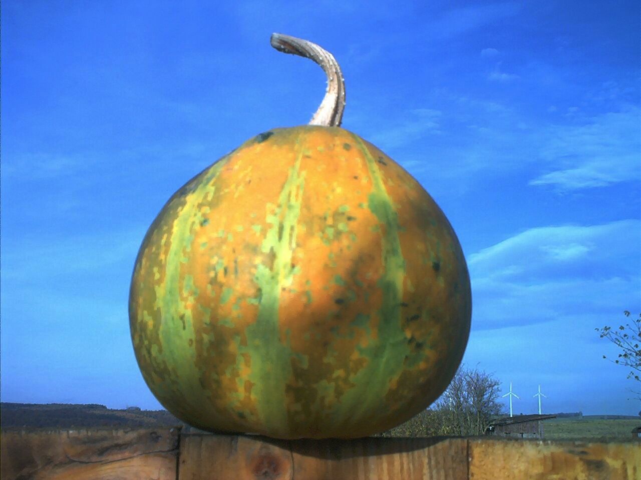 Kürbis vor blauem  Himmel