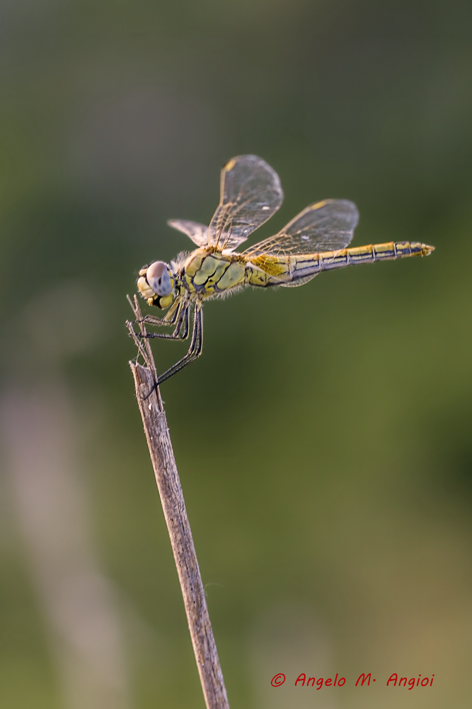 Ready to take off - dragonfly