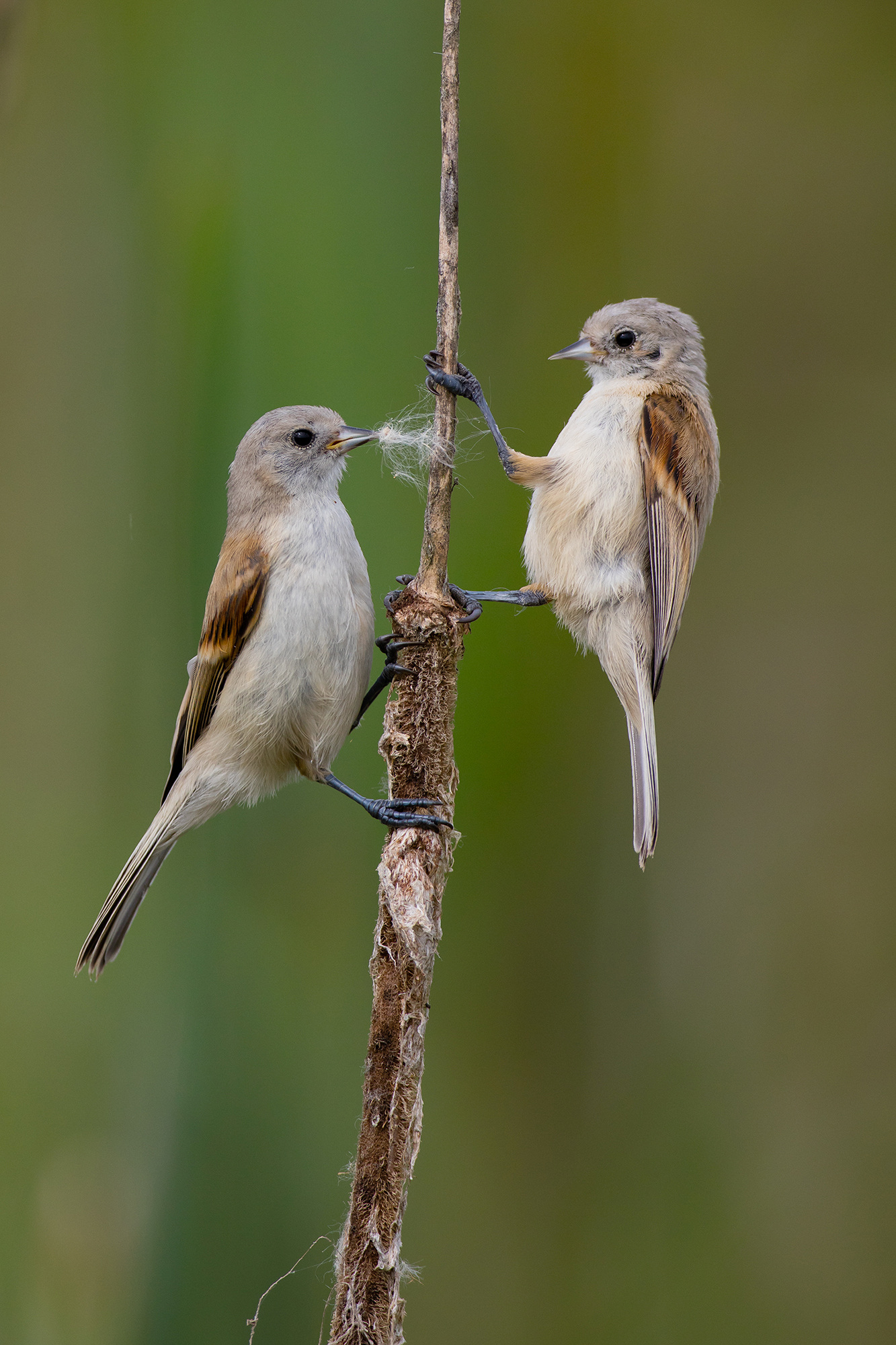 Eurasian Penduline Tit