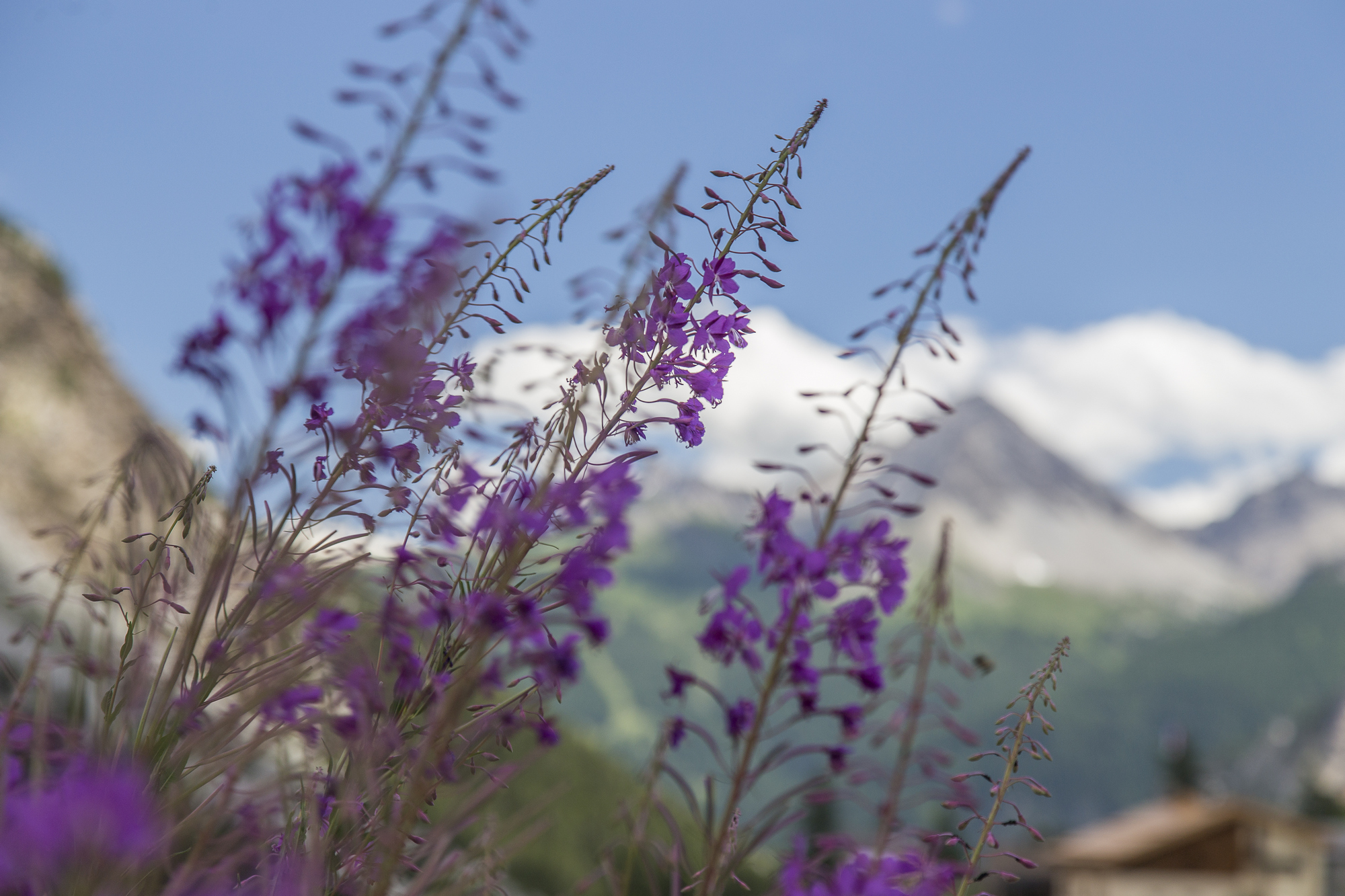 Summer colors in height