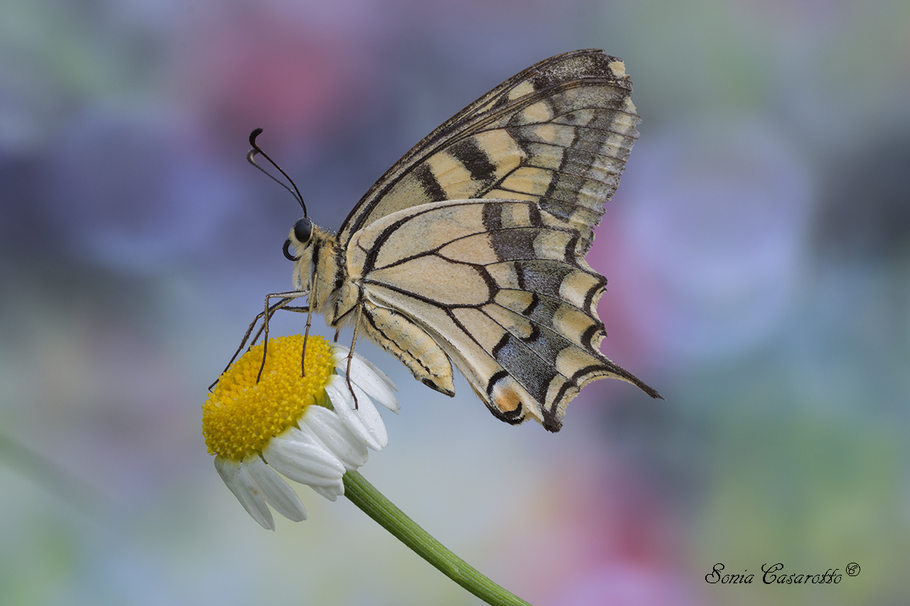 Bella,elegante,fragile..