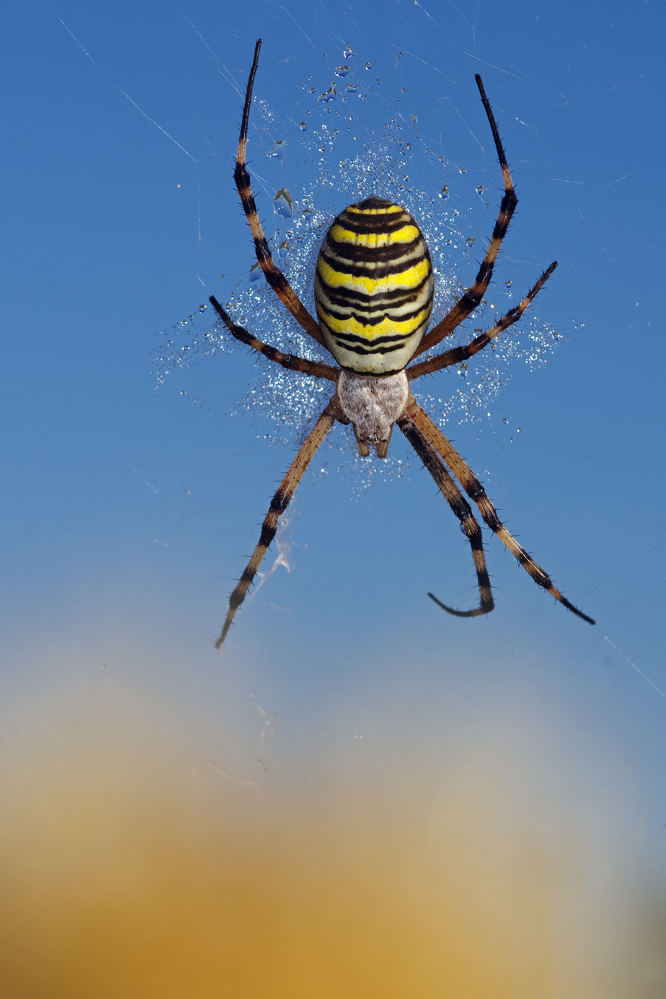 Argiope