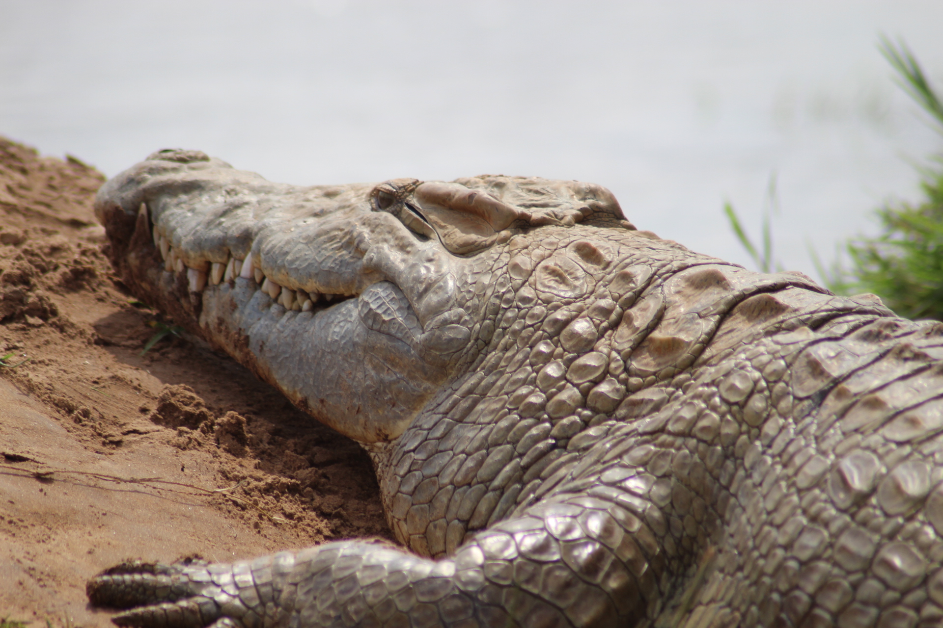Crocodile stressed :)