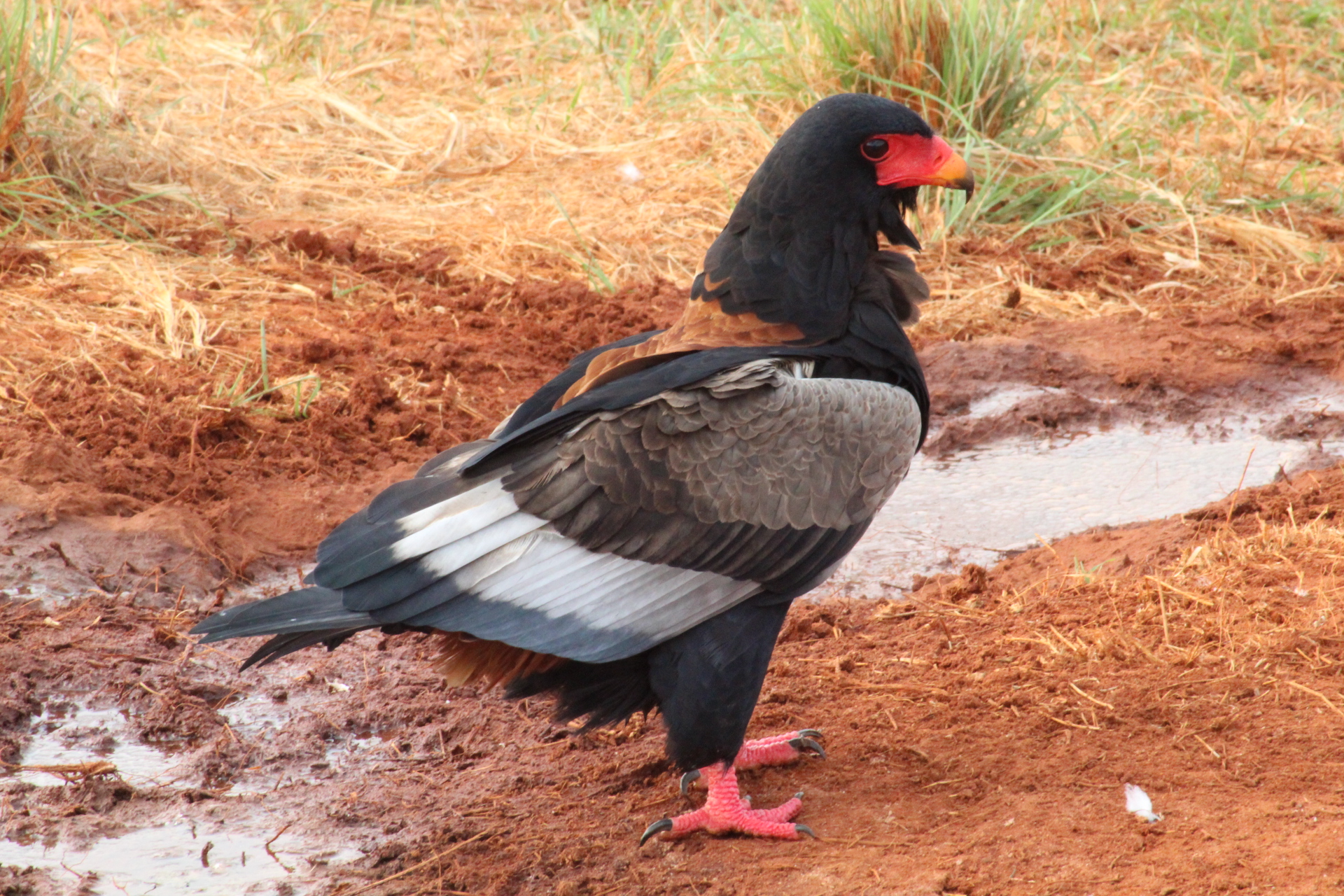 Falco Giocoliere Tsavo East
