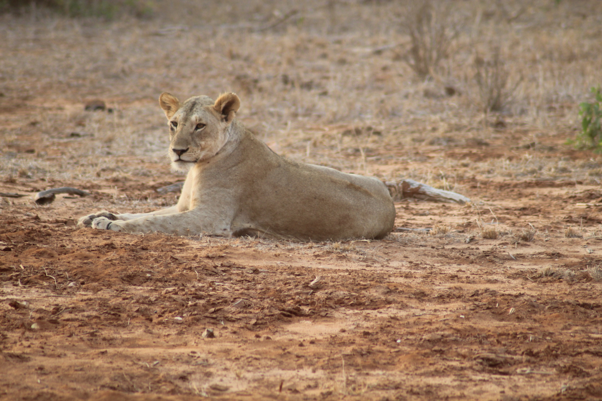 Leo looks curious about tourists