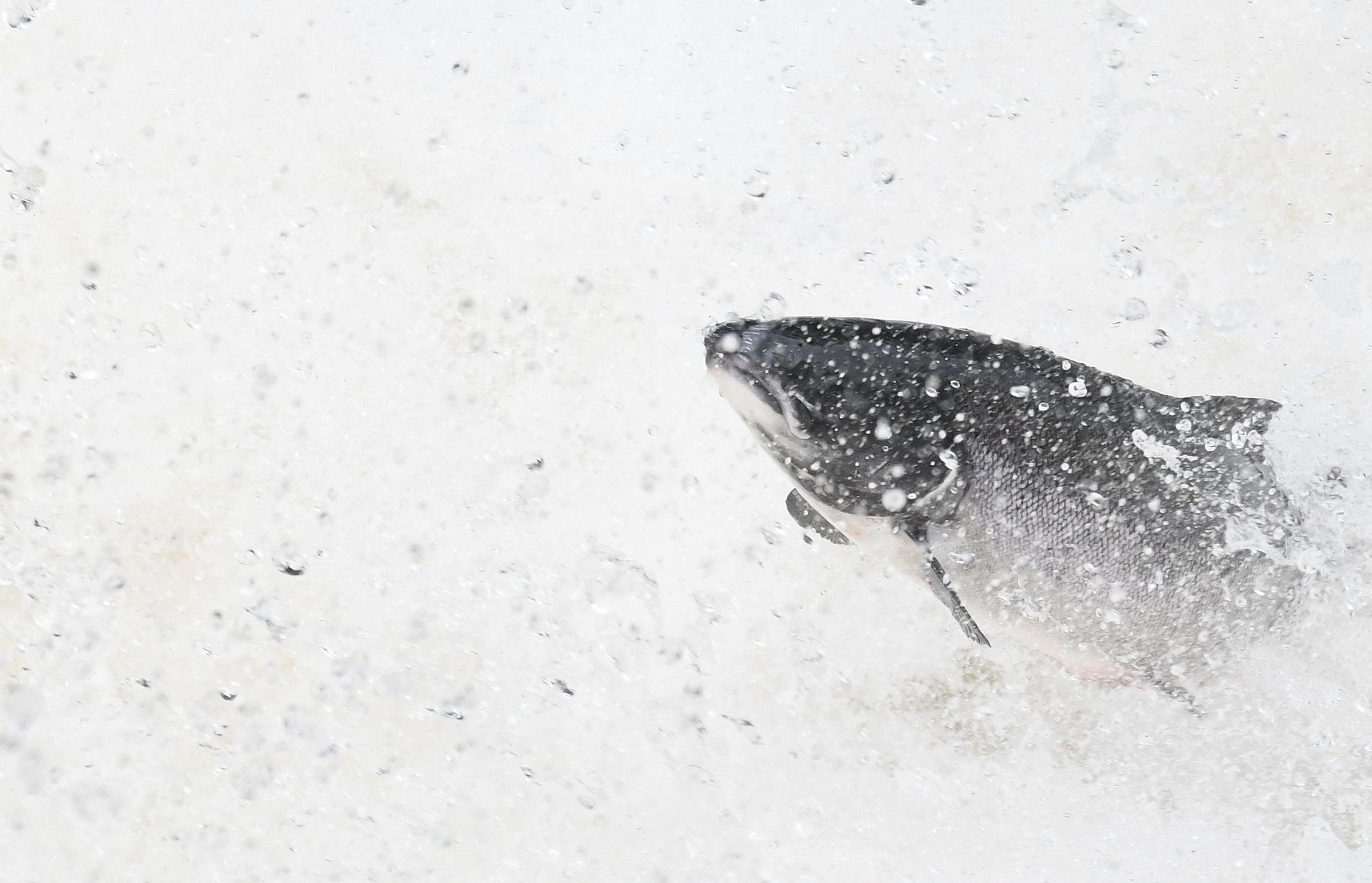 The rise of the salmon 2