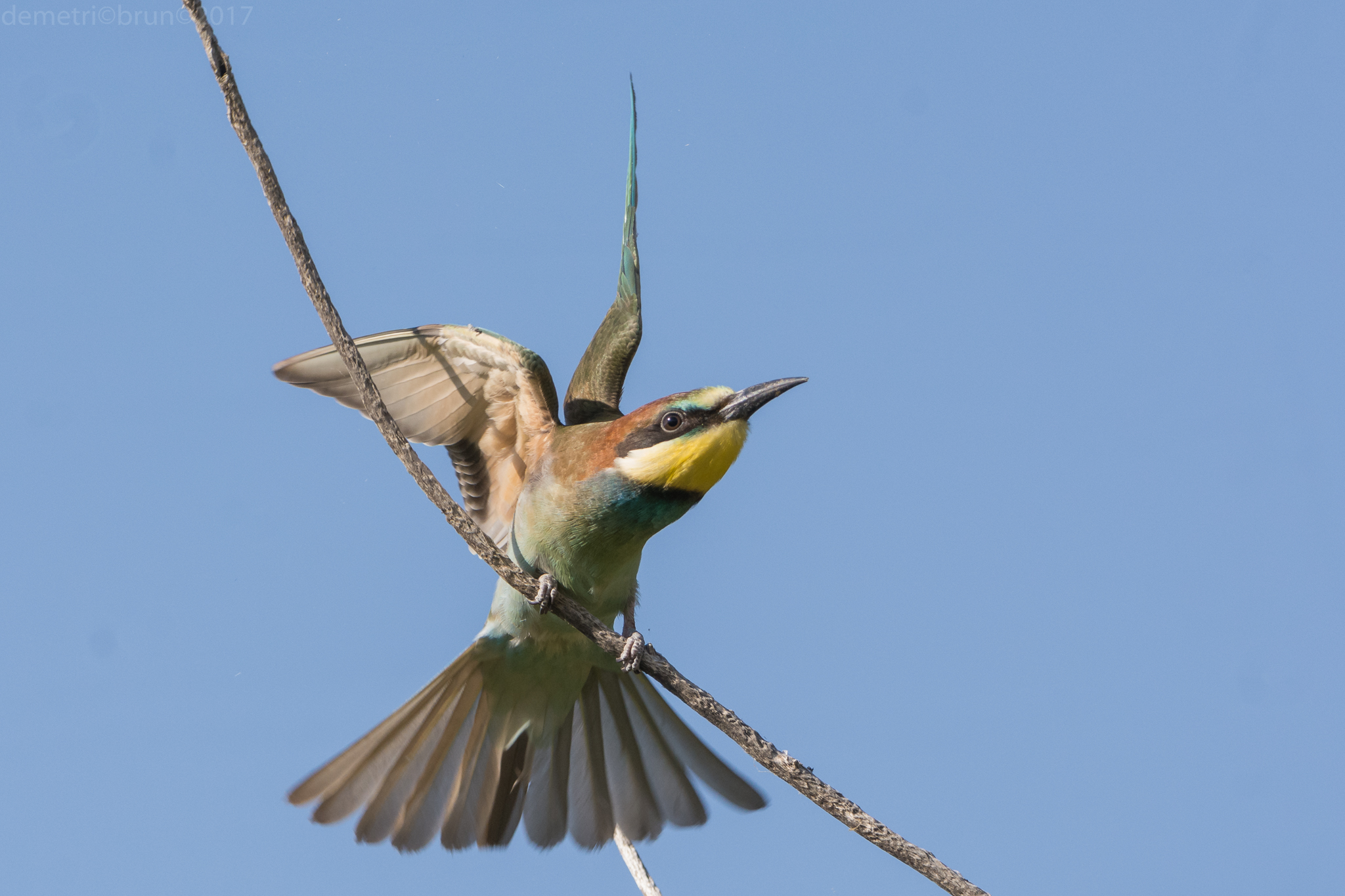 Bee eater