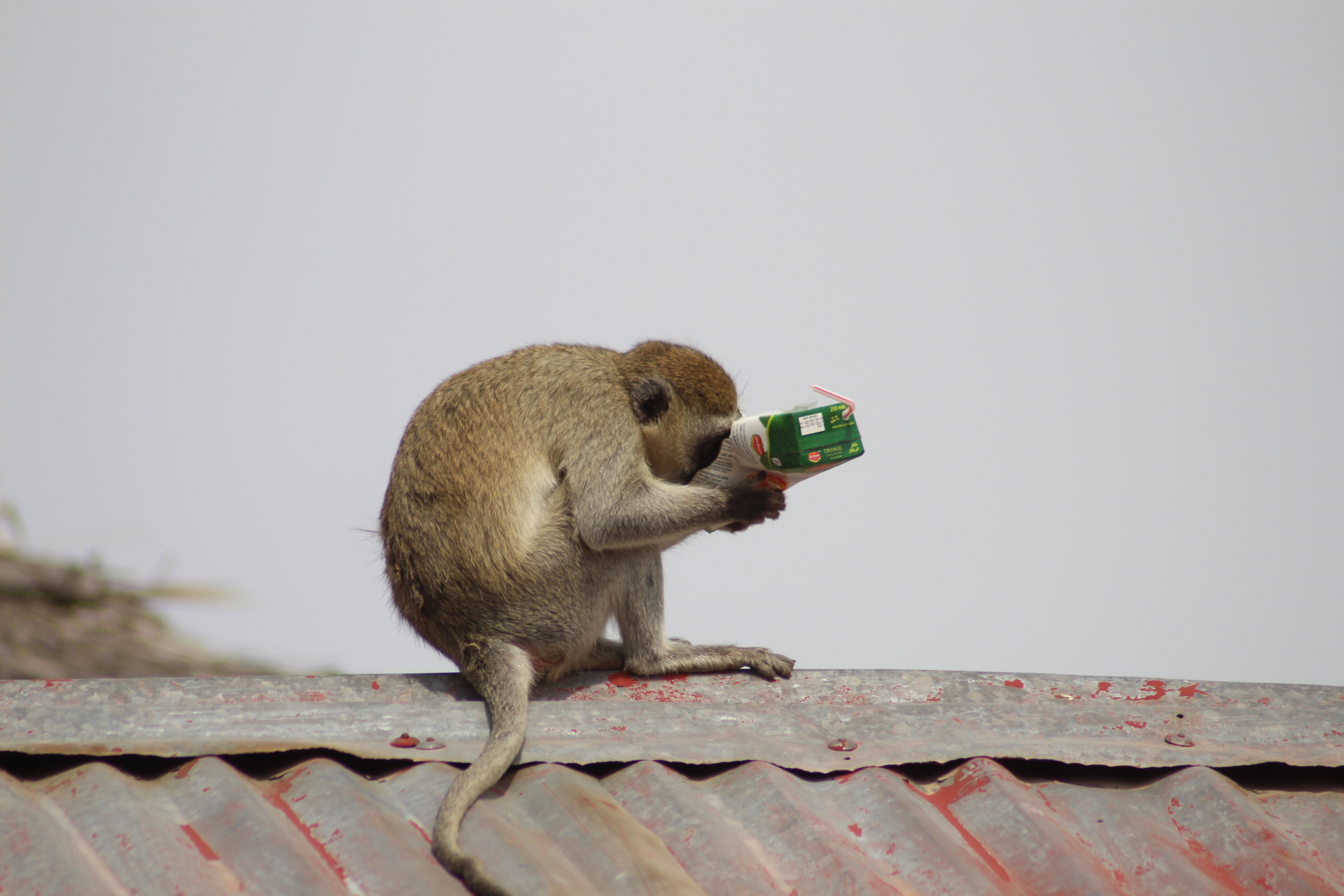 Monkey Enjoying A Fruit Juice