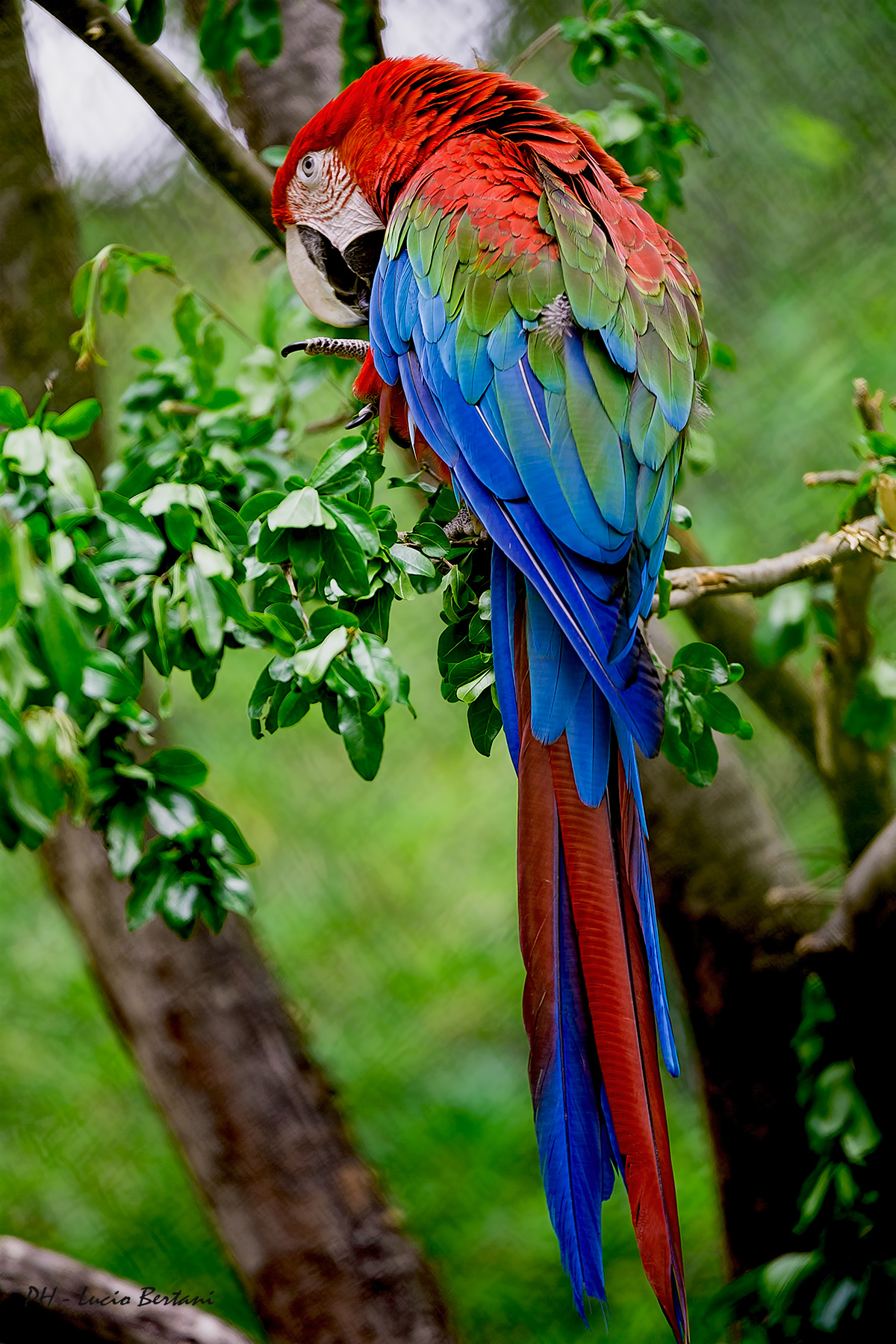 Parrot "Green Ara Ara"