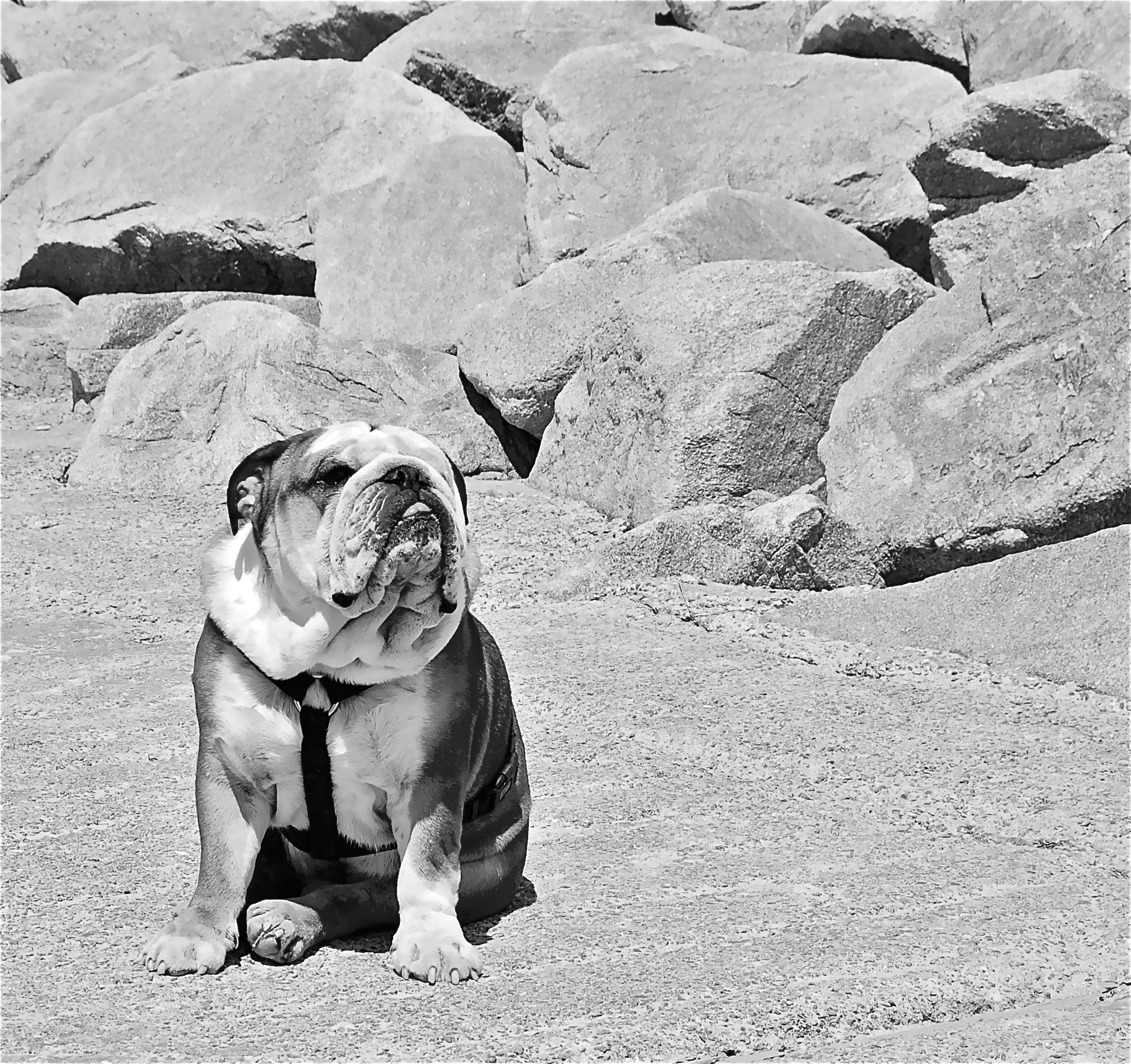 Rock among the rocks