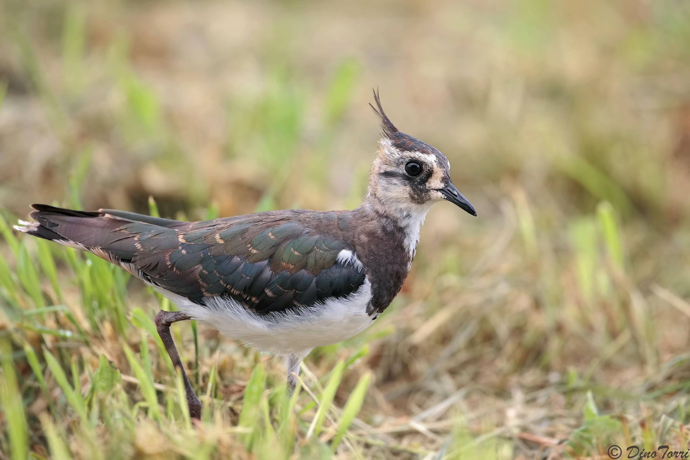 Lapwing
