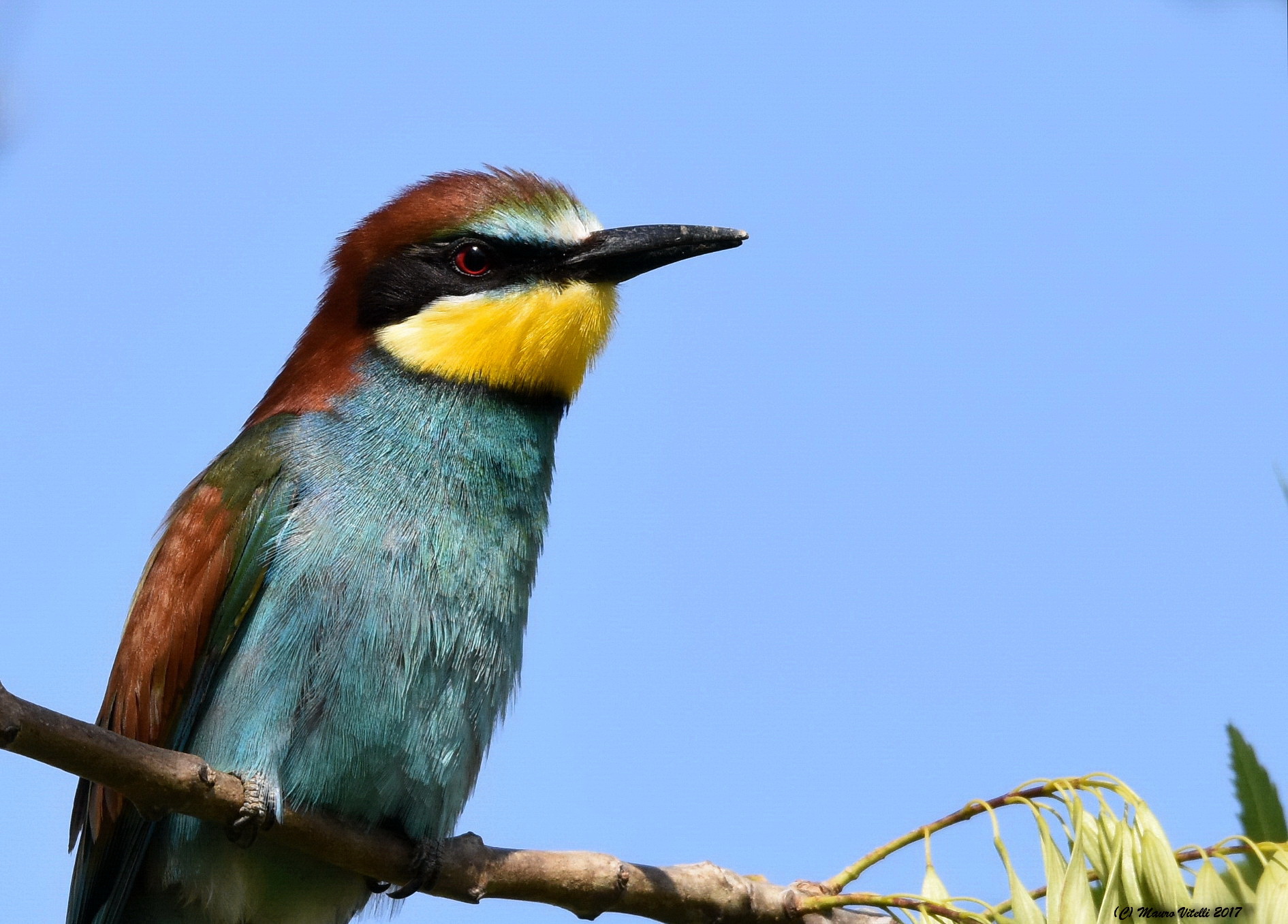 Bee eater