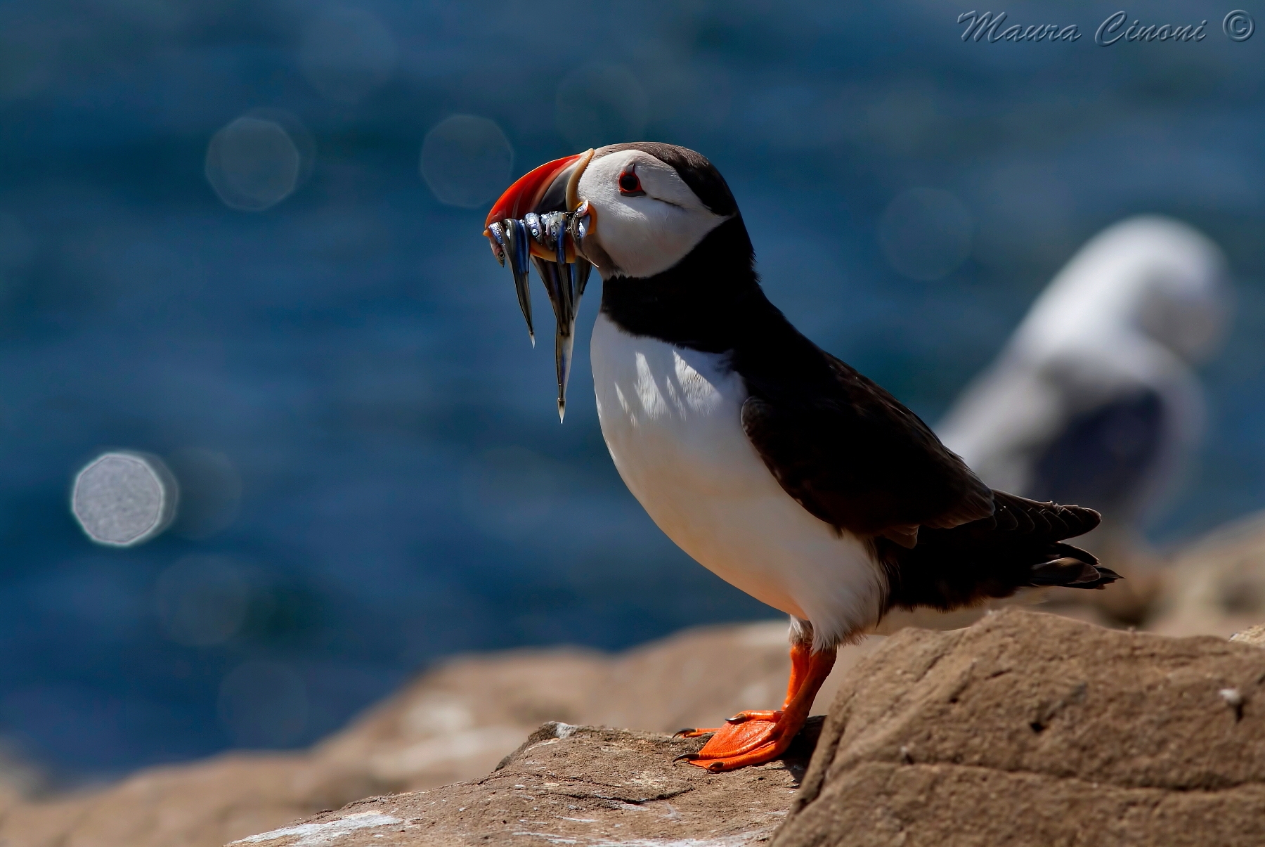 Puffin