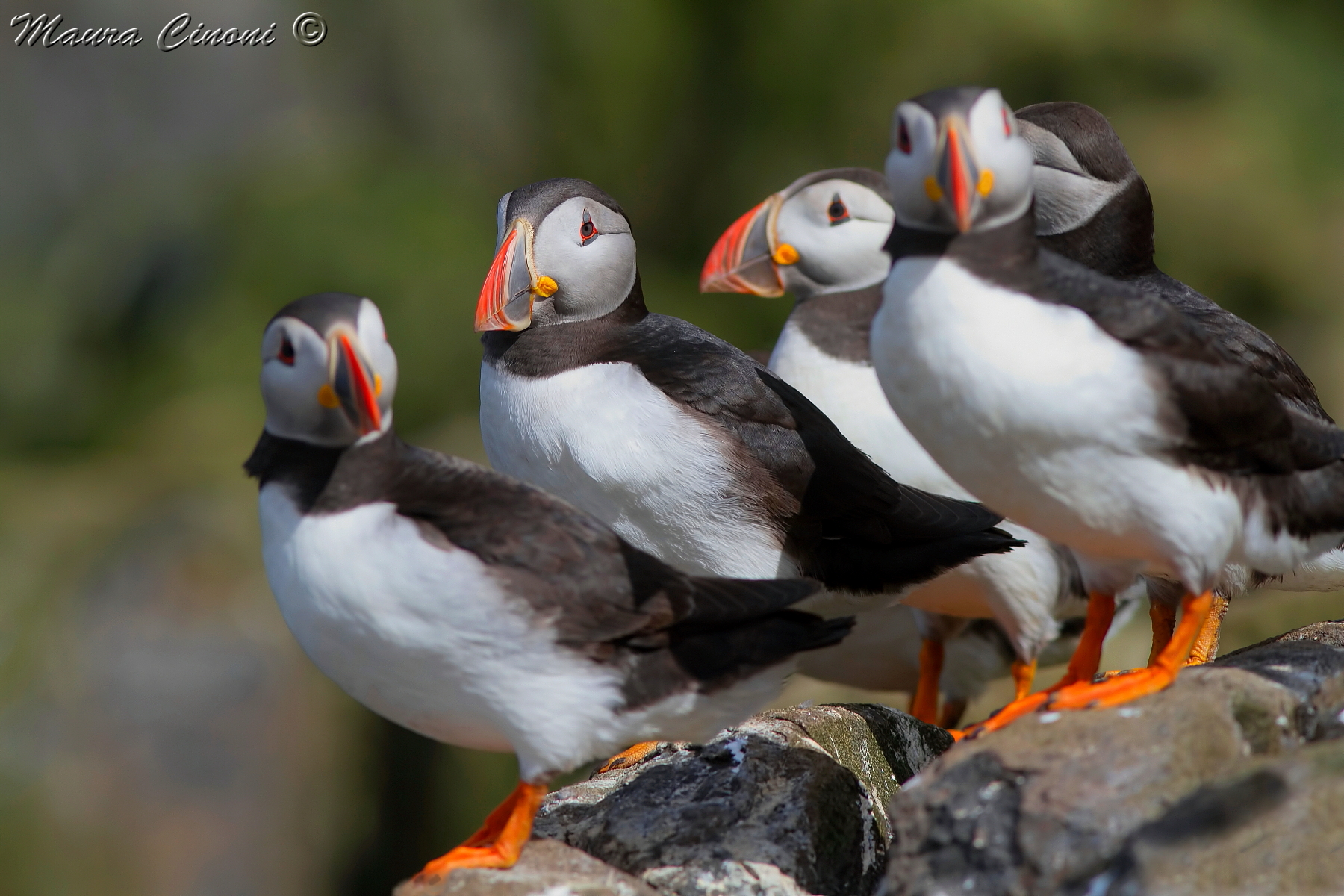 Puffins
