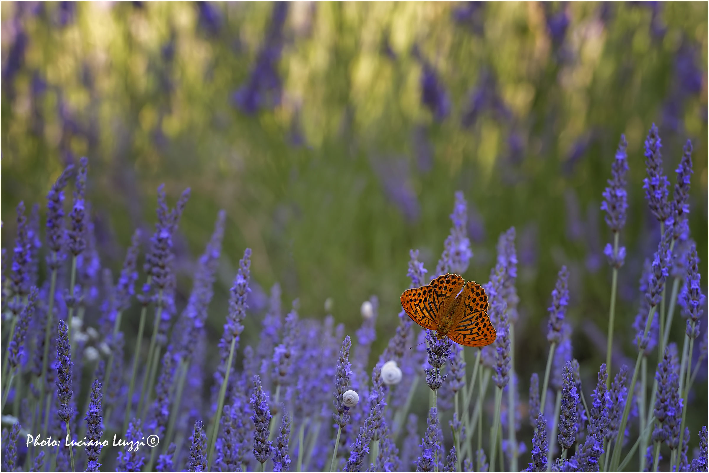 Argynnis aglaja