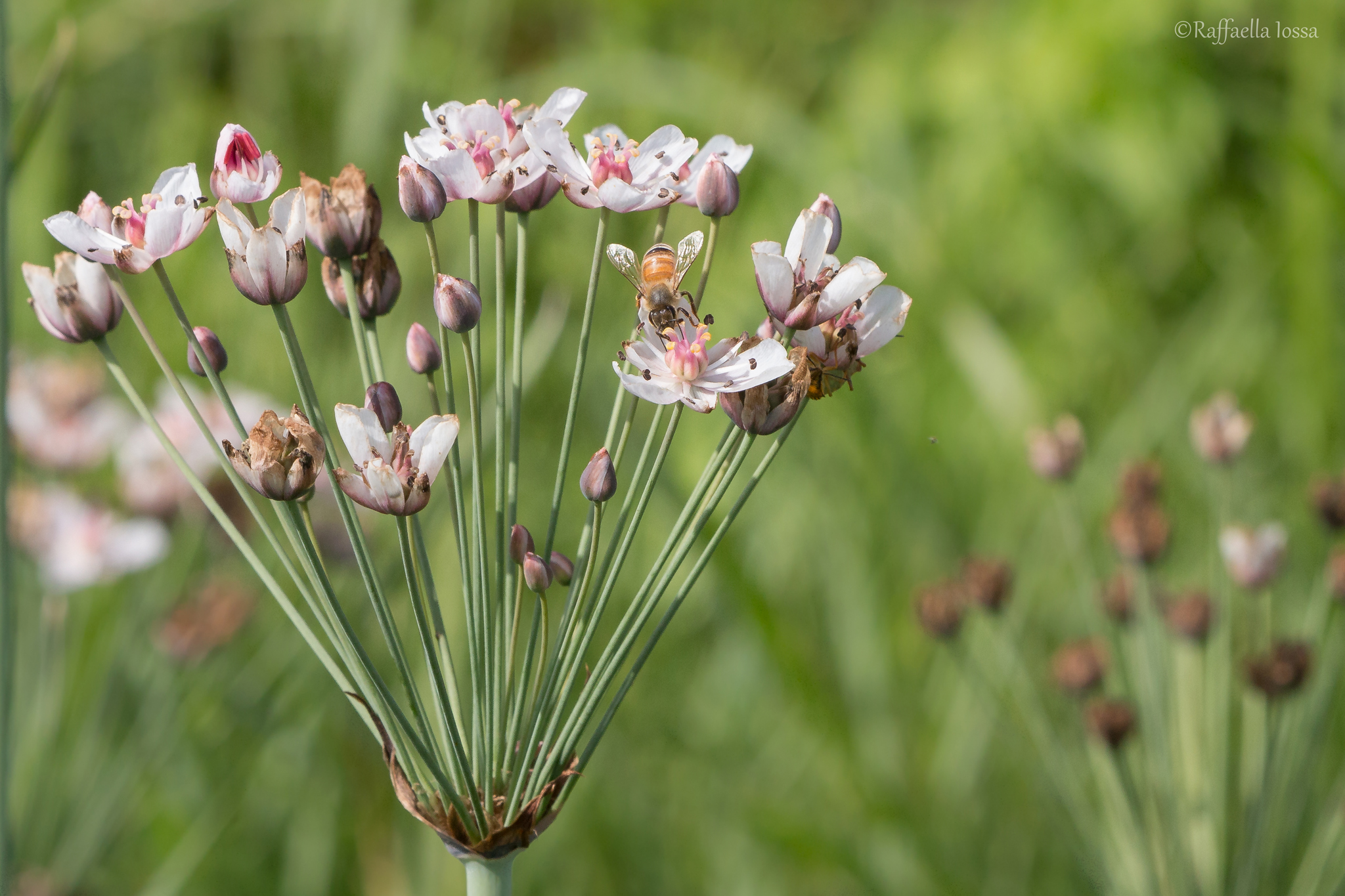 Butomus umbellatus L. (Flowered Juniper)