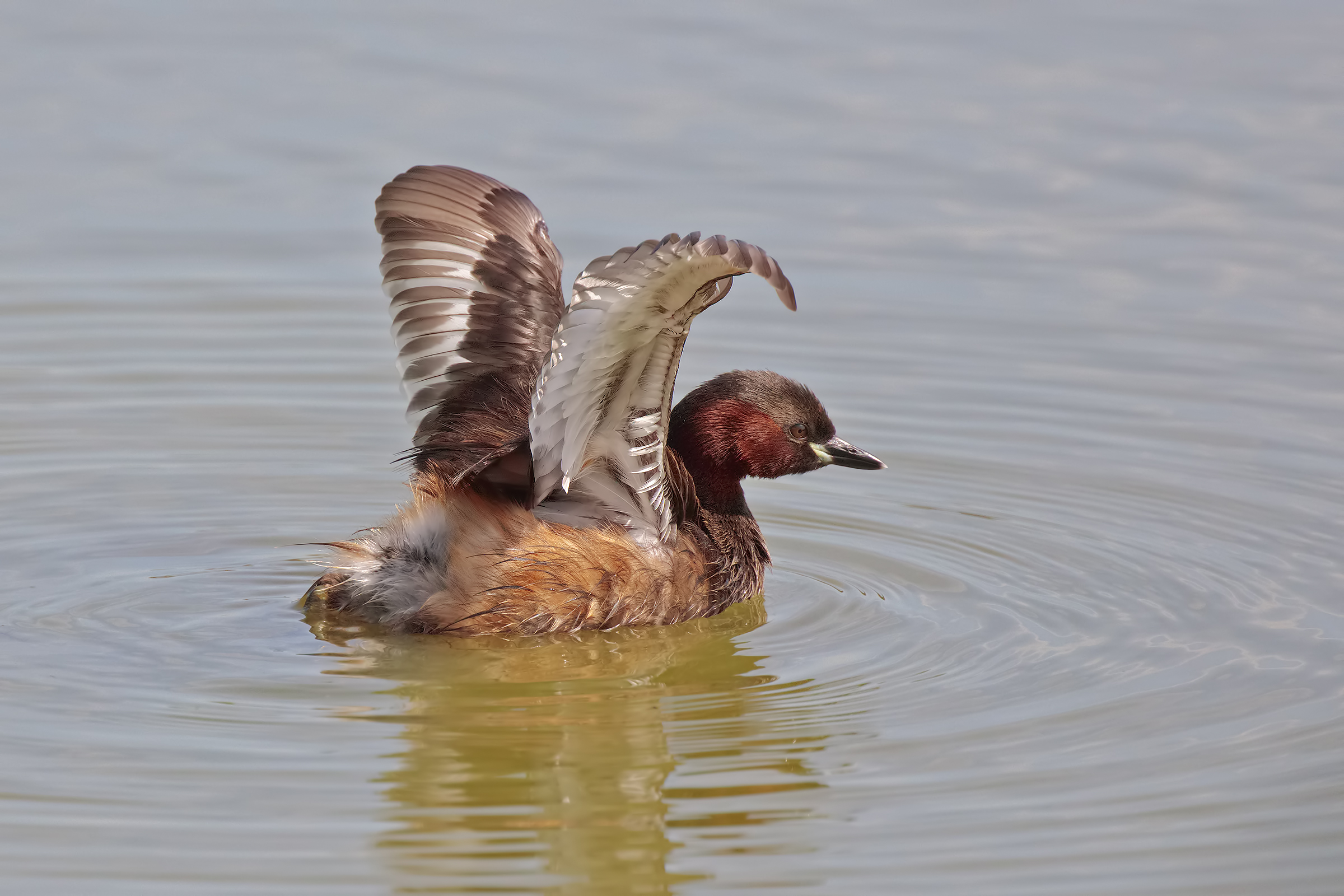Little Grebe