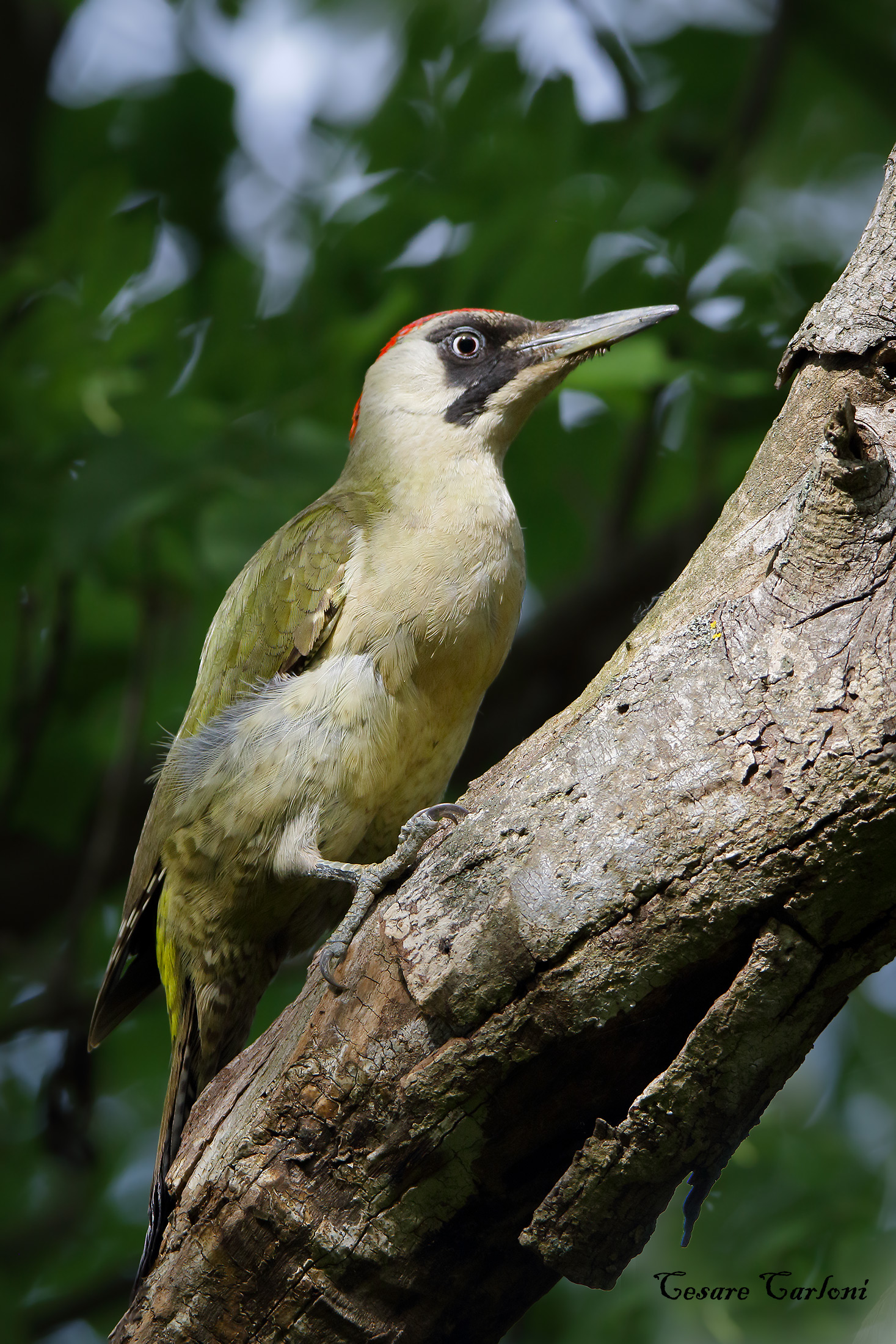 Green woodpecker