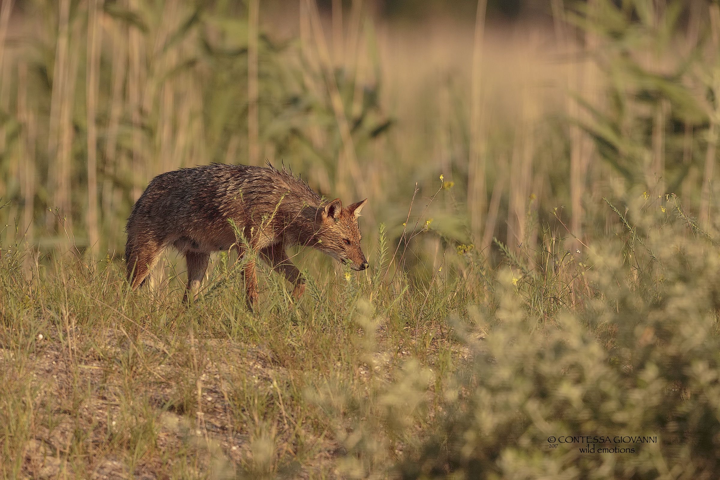 Golden jackal