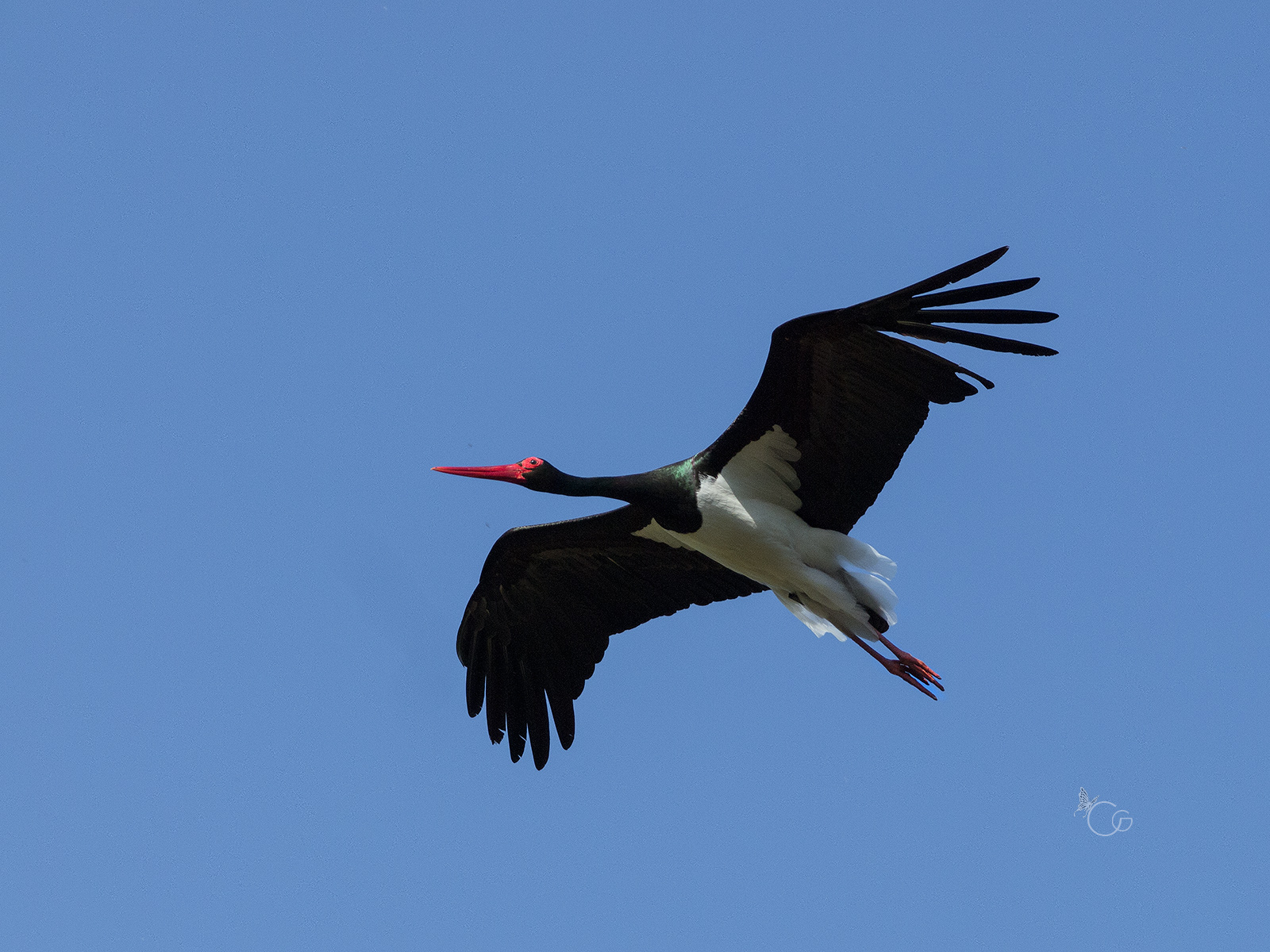 Black stork