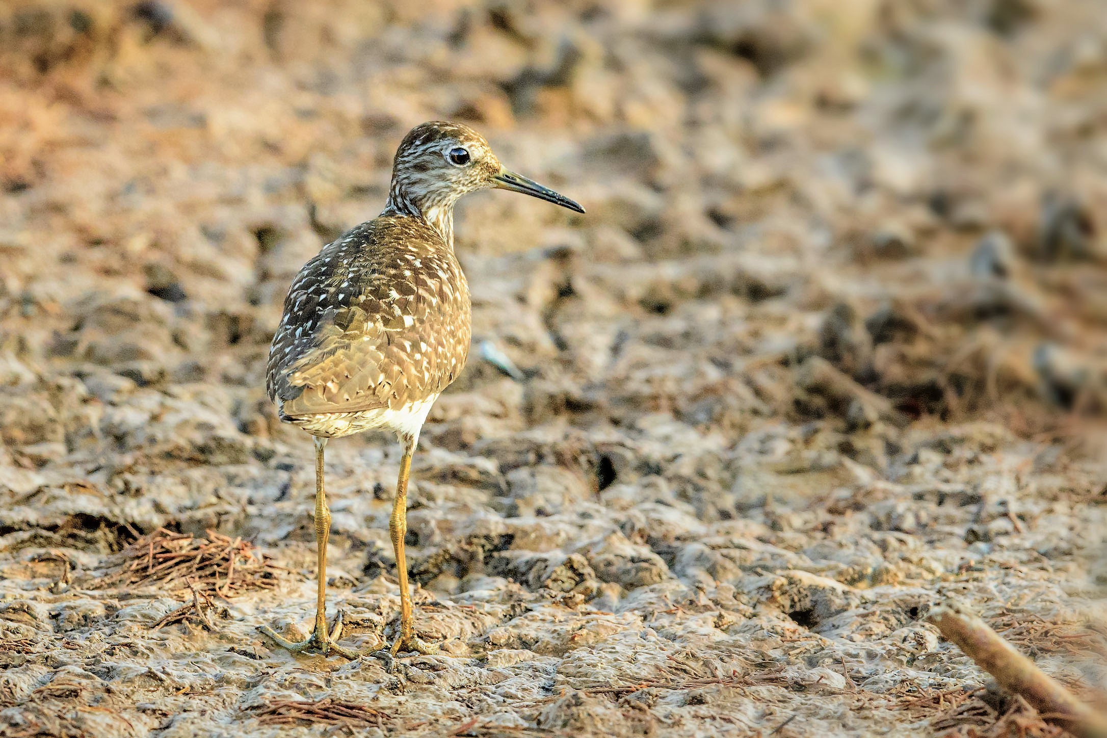 piro piro boschereccio