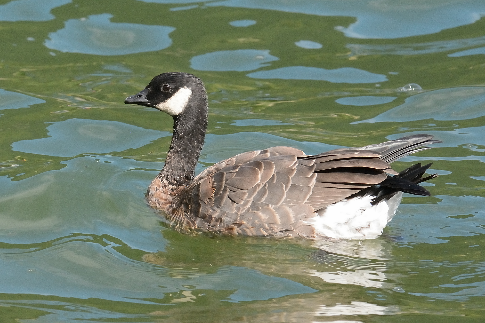 Hutchins Canadian Goose