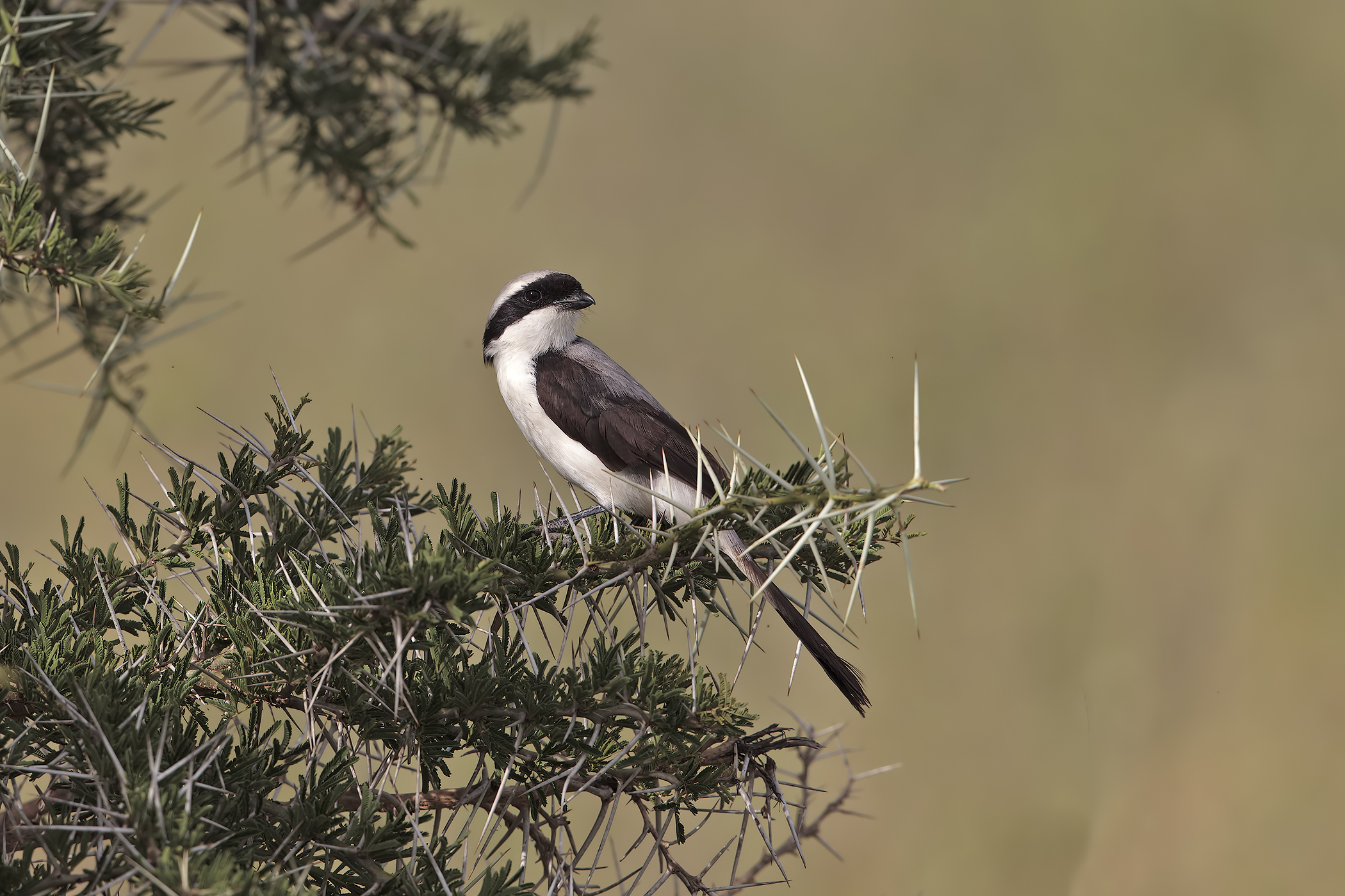 Averla cenerina africana
