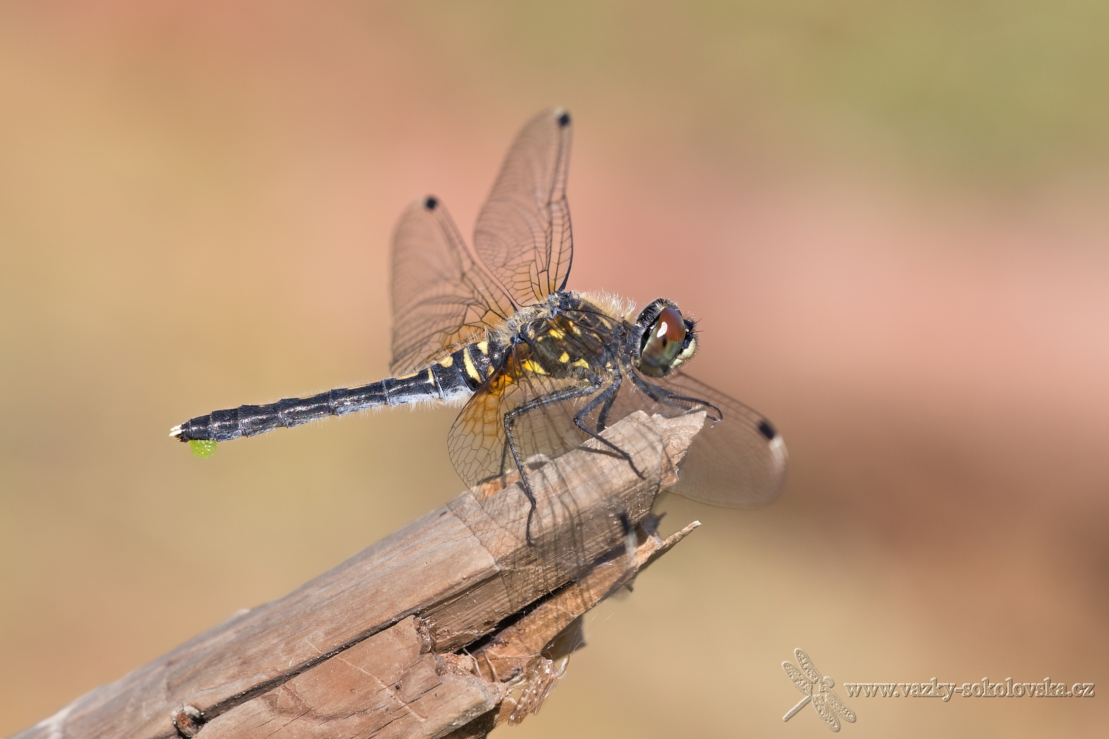 Leucorrhinia albifrons