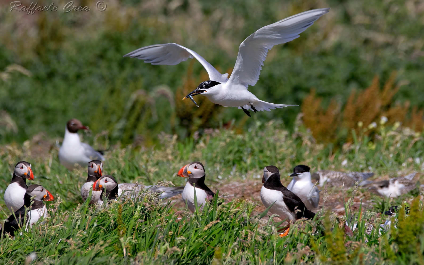 Sandwich tern with puffins