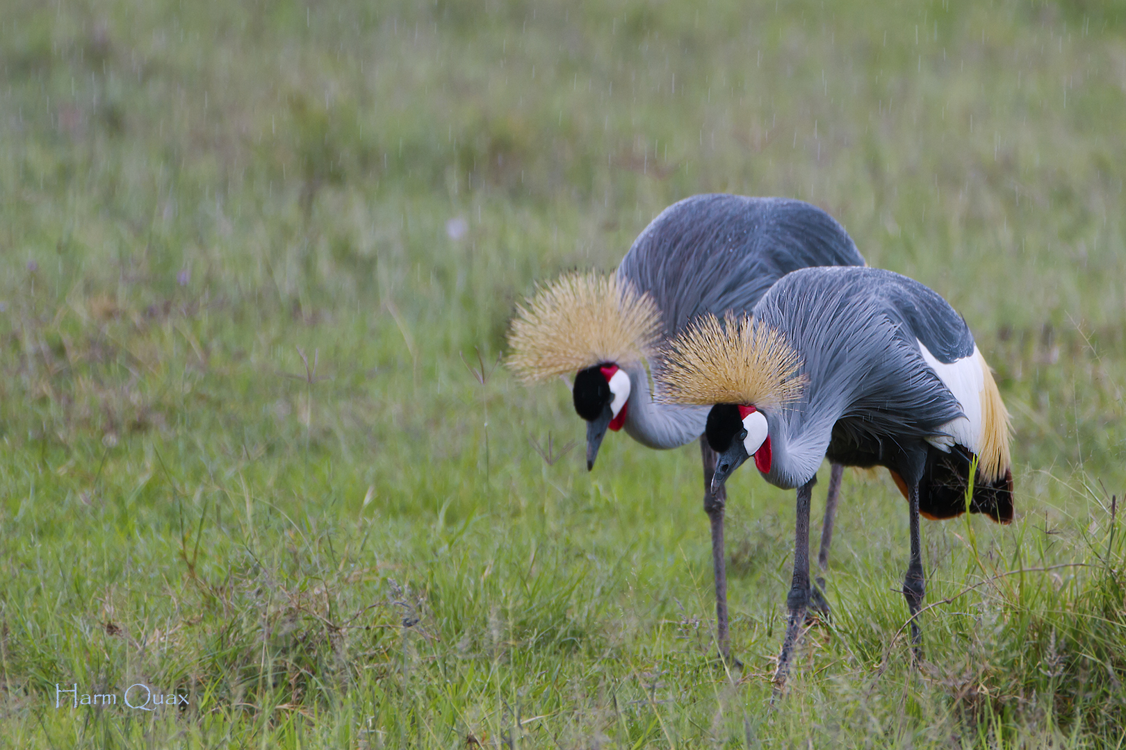 Gru coronate grigie (Balearica regulorum)