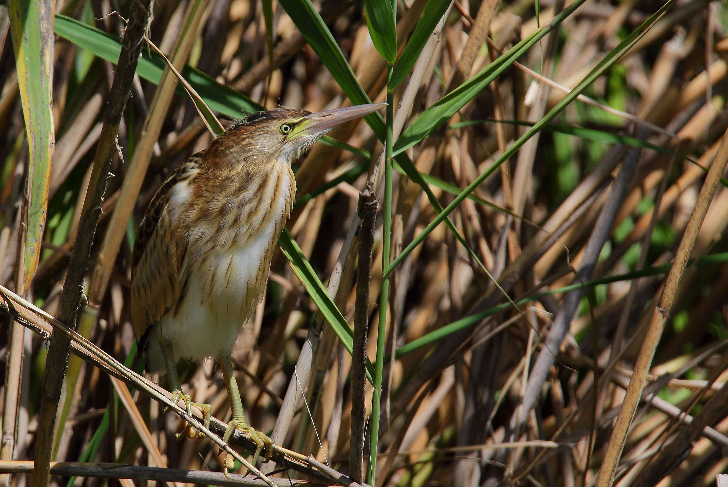 Between the reeds