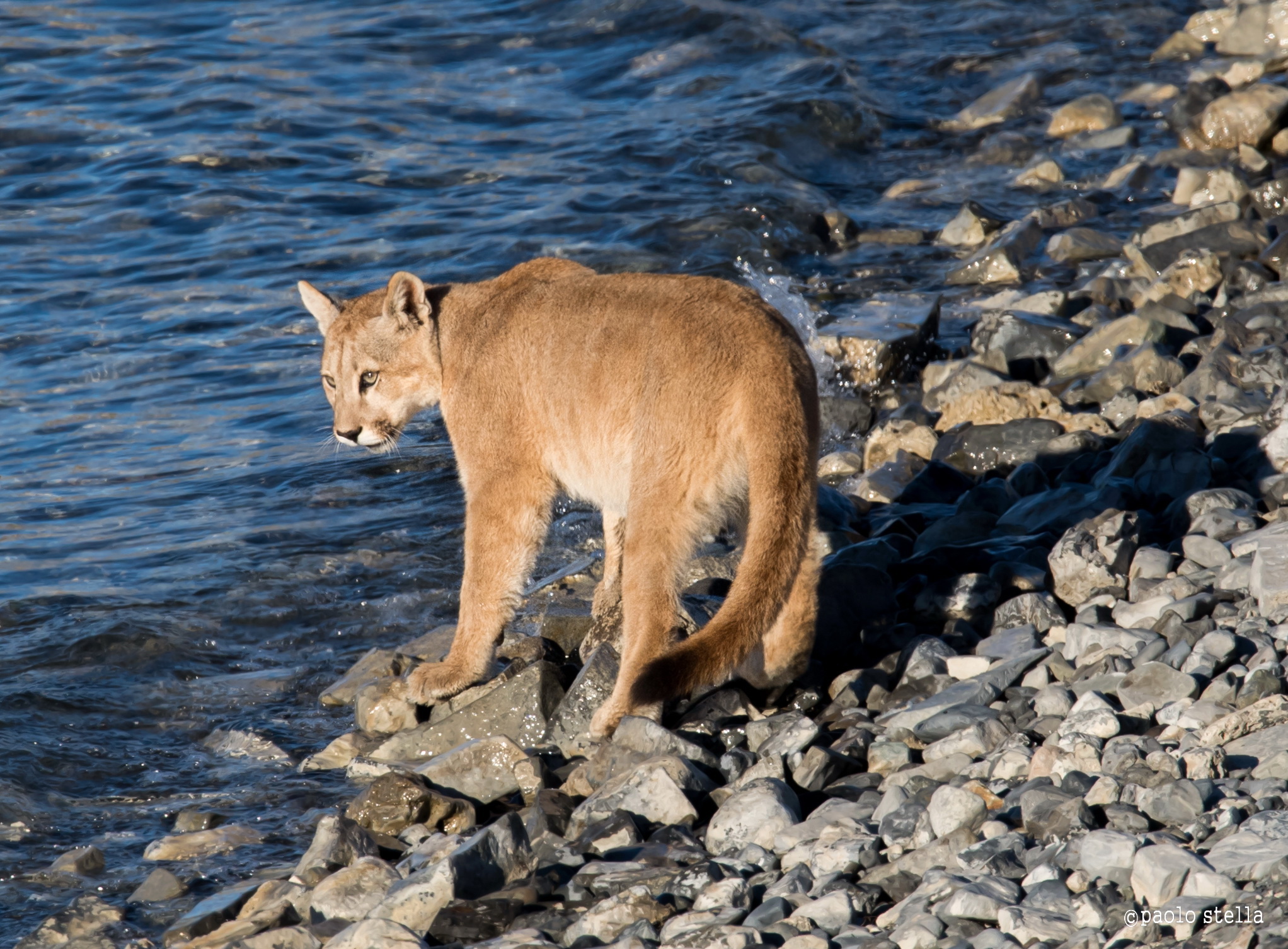 Puppy puma on the shore of lake