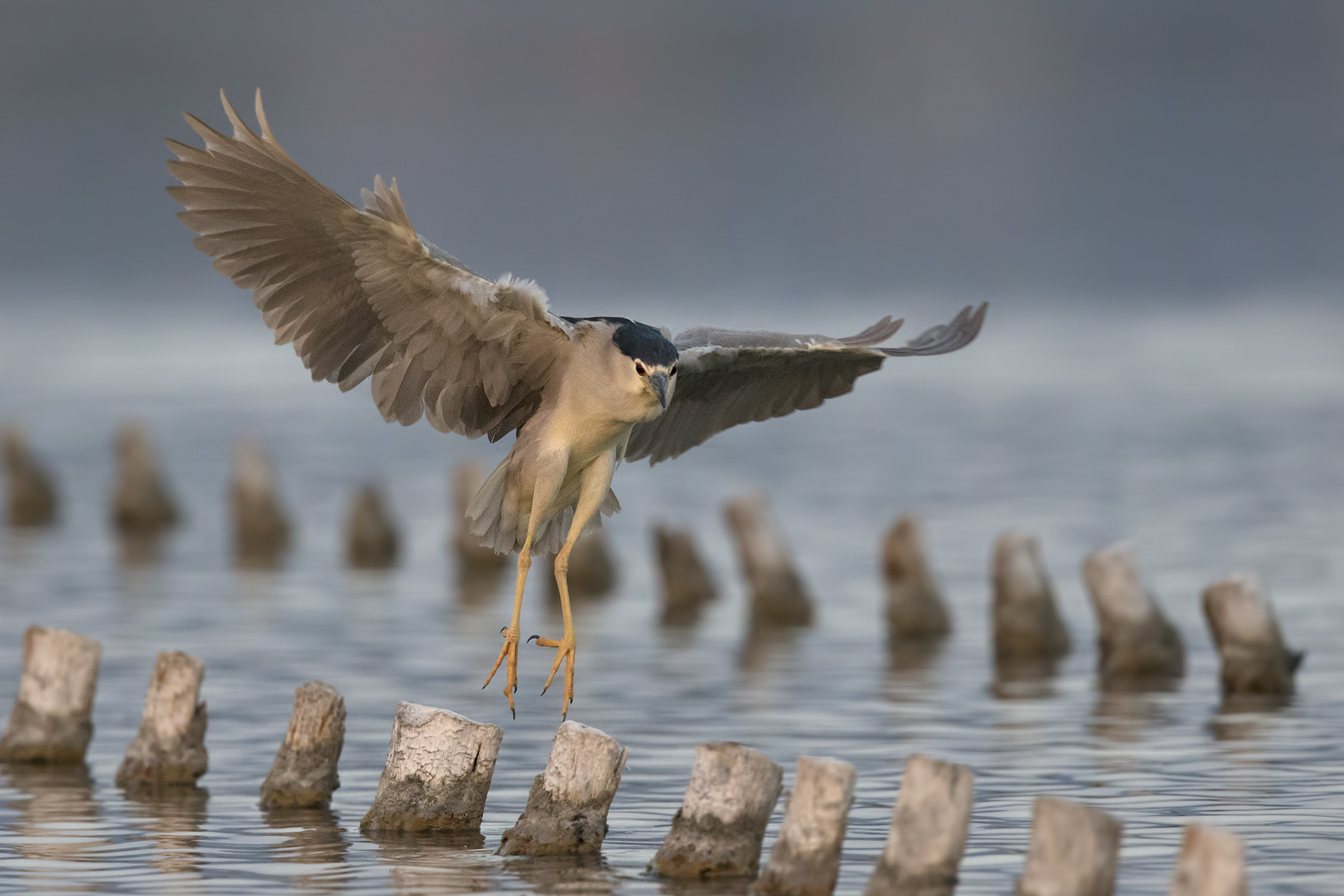 Night Heron