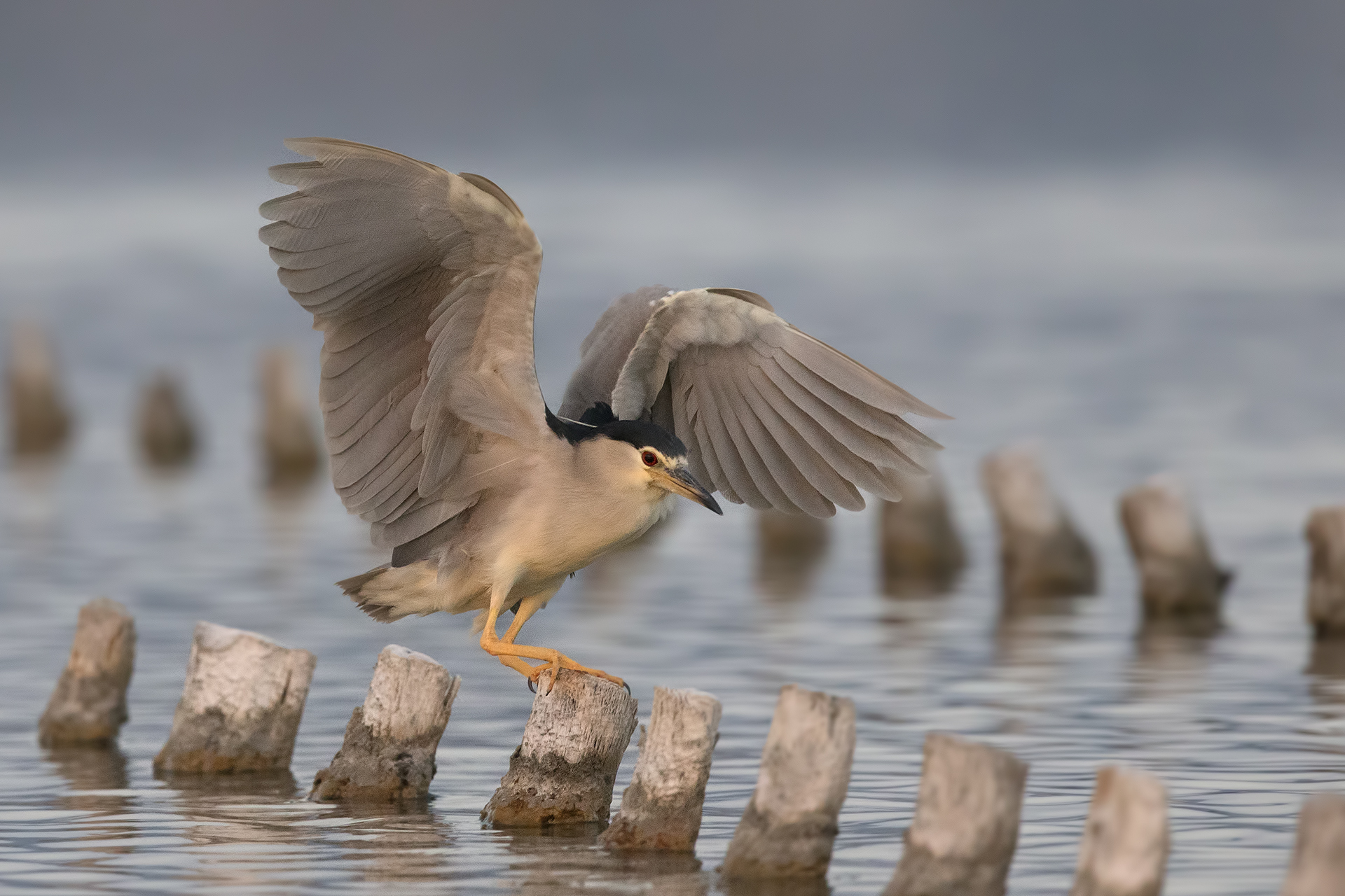 Night Heron