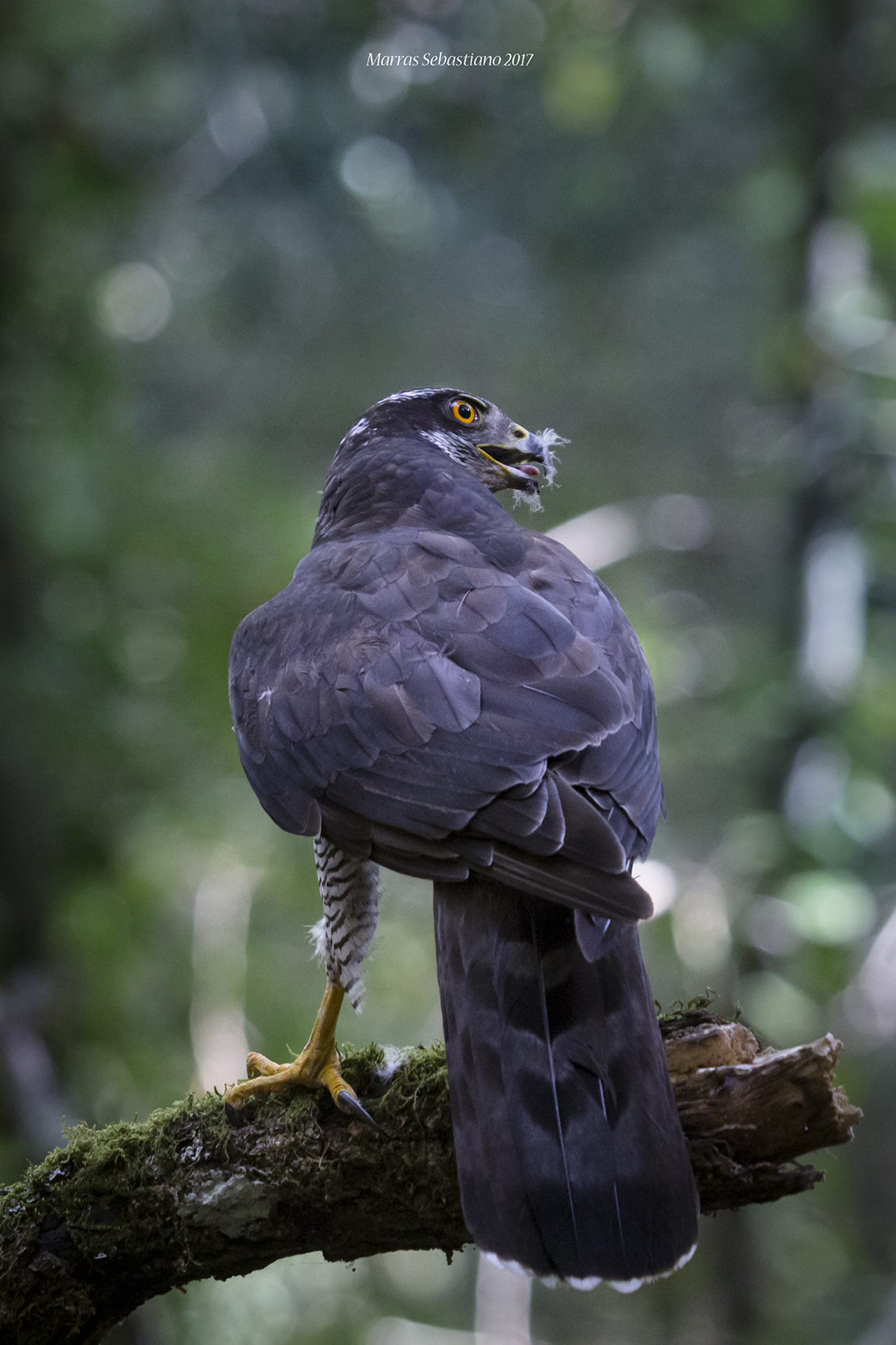 Accipiter gentilis arrigonii