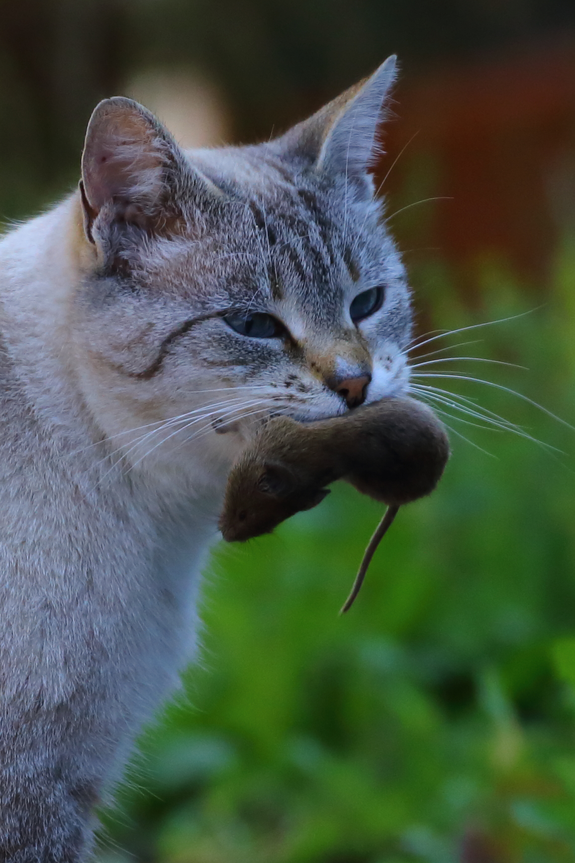 Niente croccantini ai gatti montanari