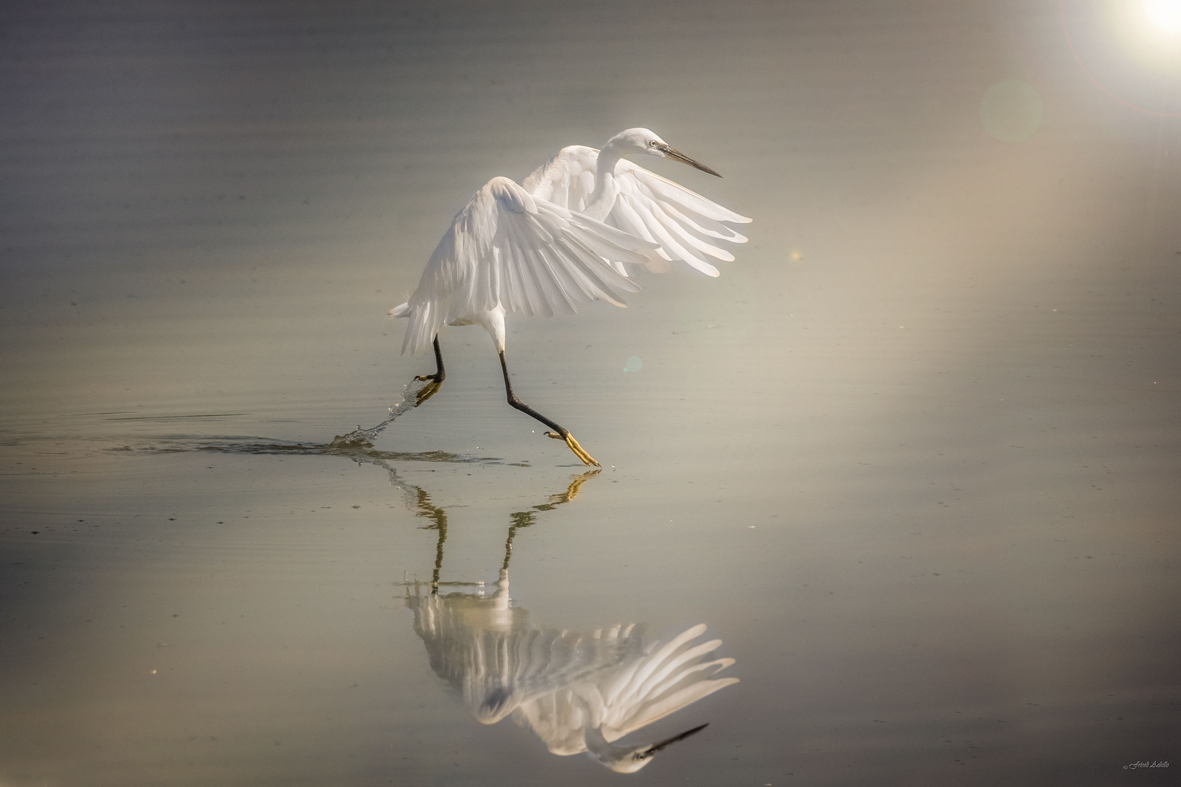 Egret