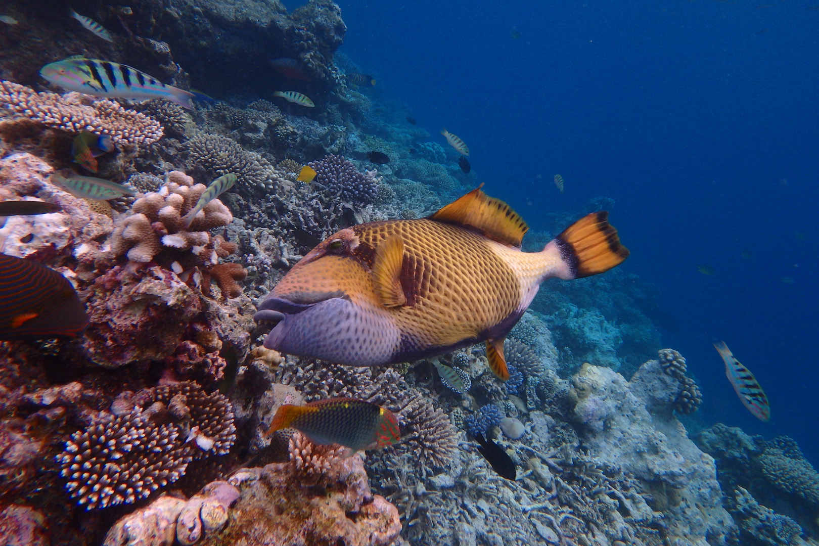 Pesce Balestra Titano Maldive