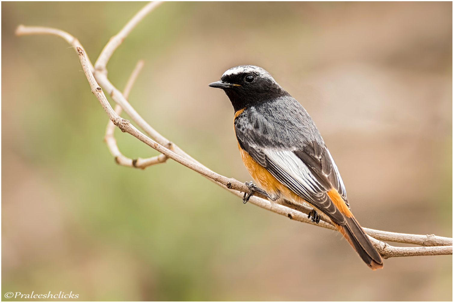 Redstart
