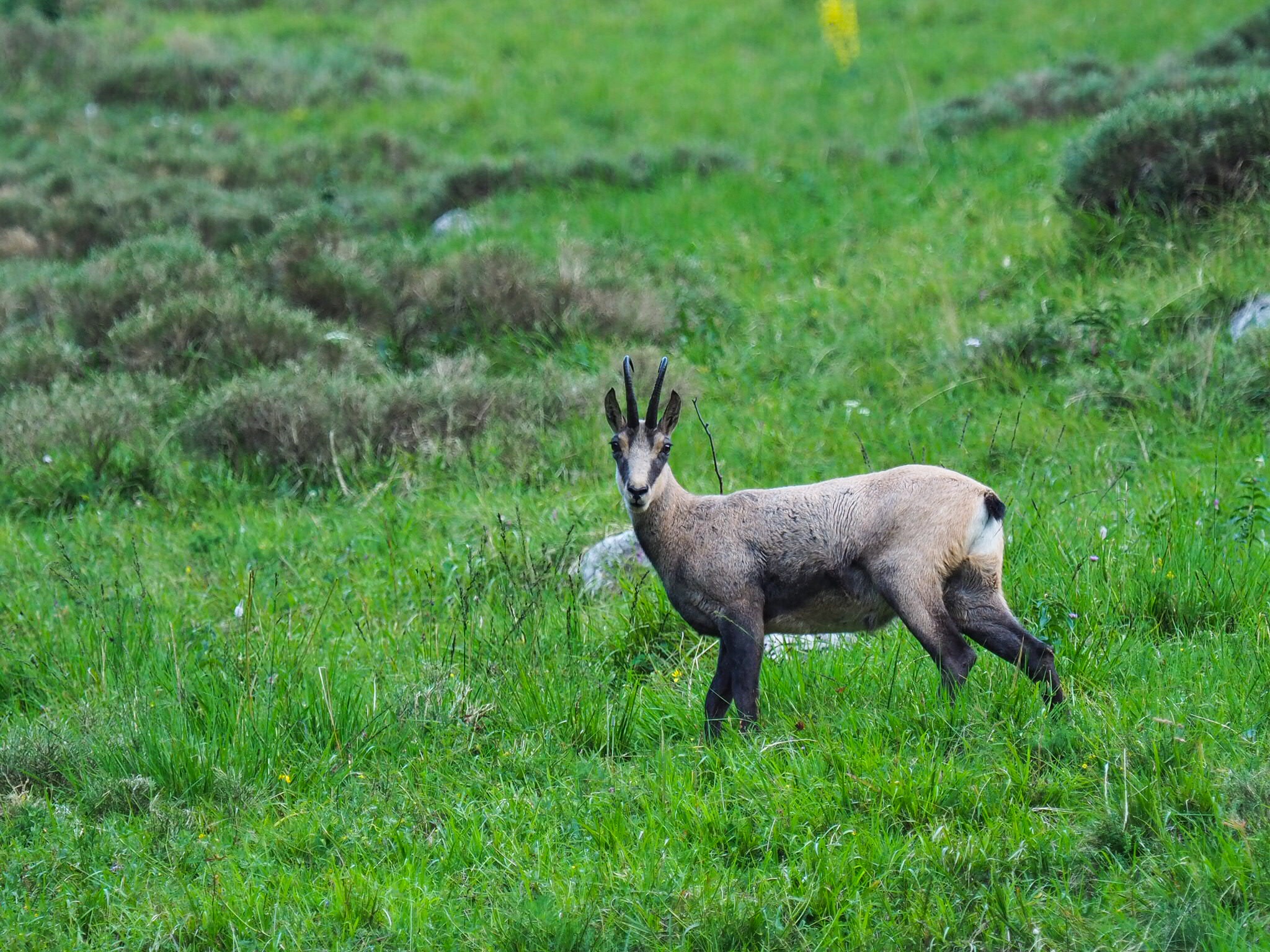 Camoscio Maschio al pascolo