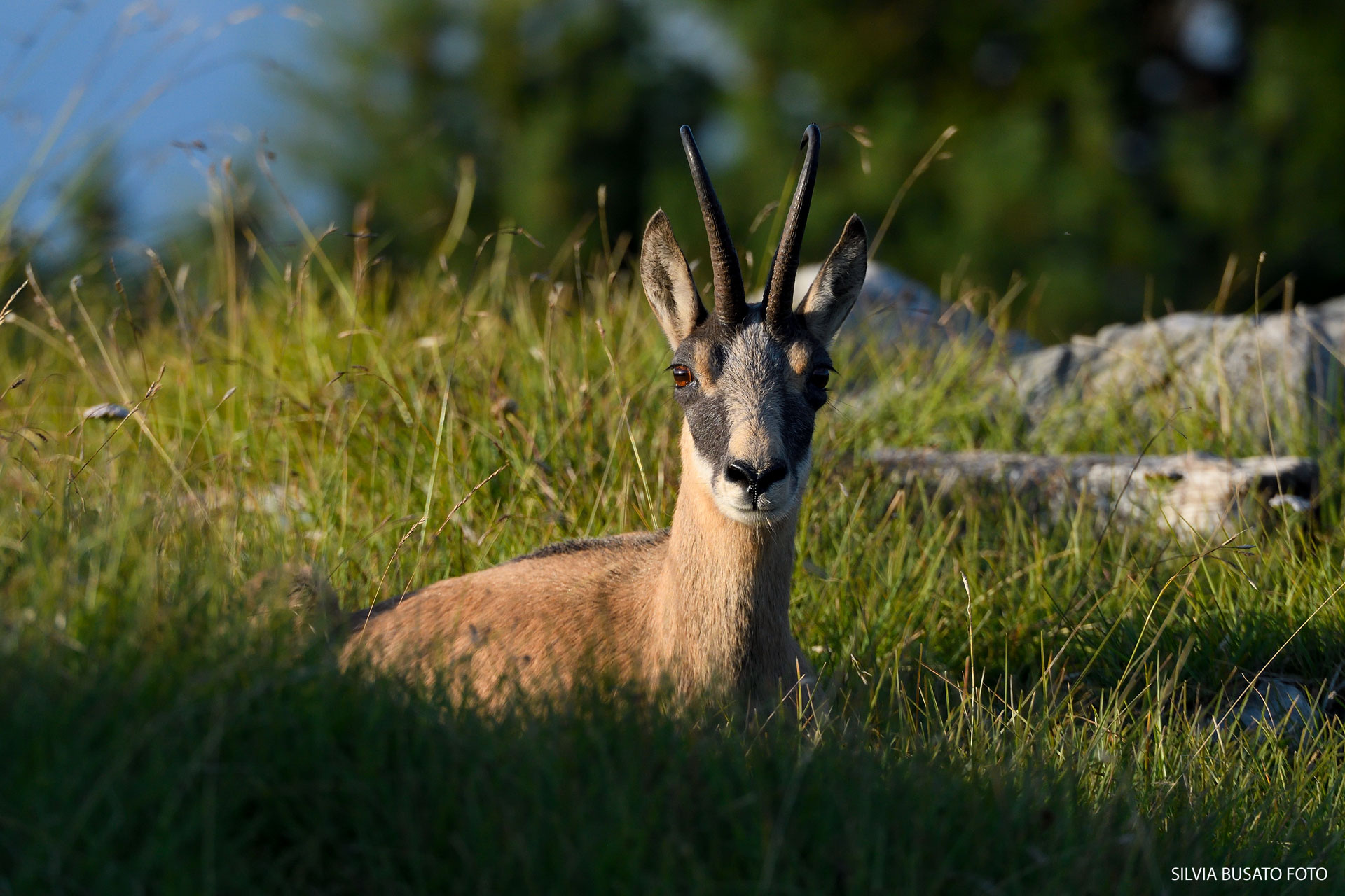 Chamois