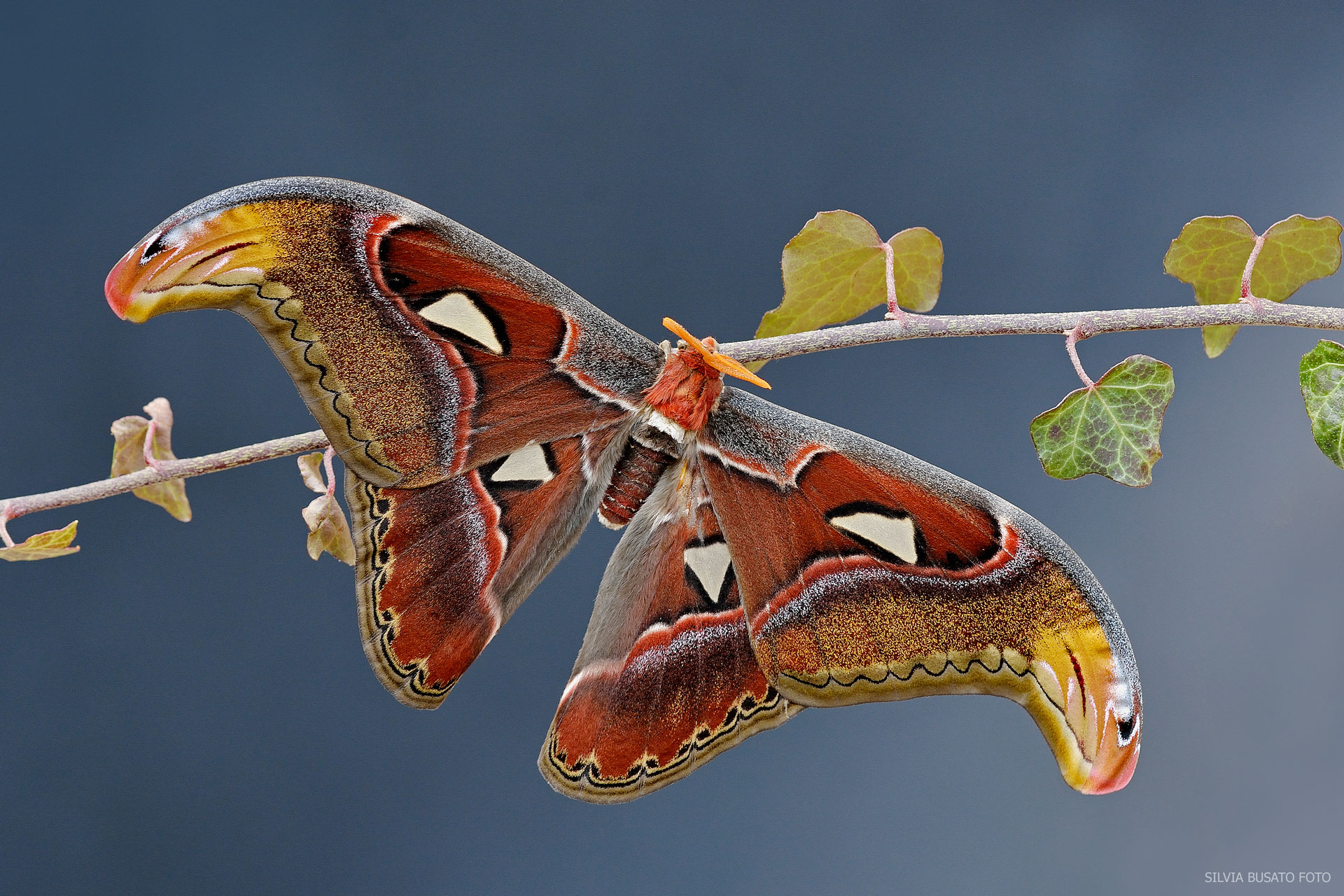 Butterfly Cobra - Attacus Atlas