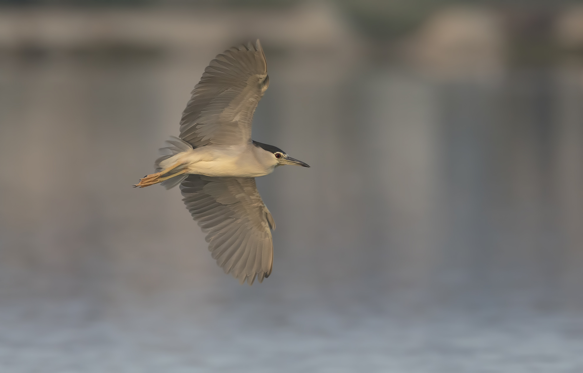 pastellosa.....al volo