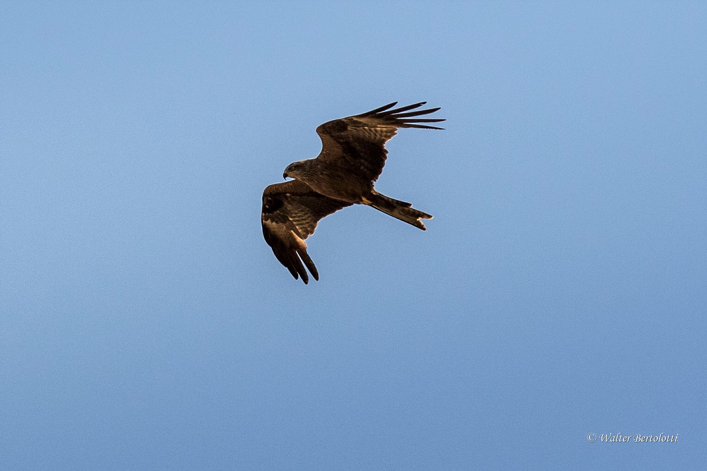 Brown kite