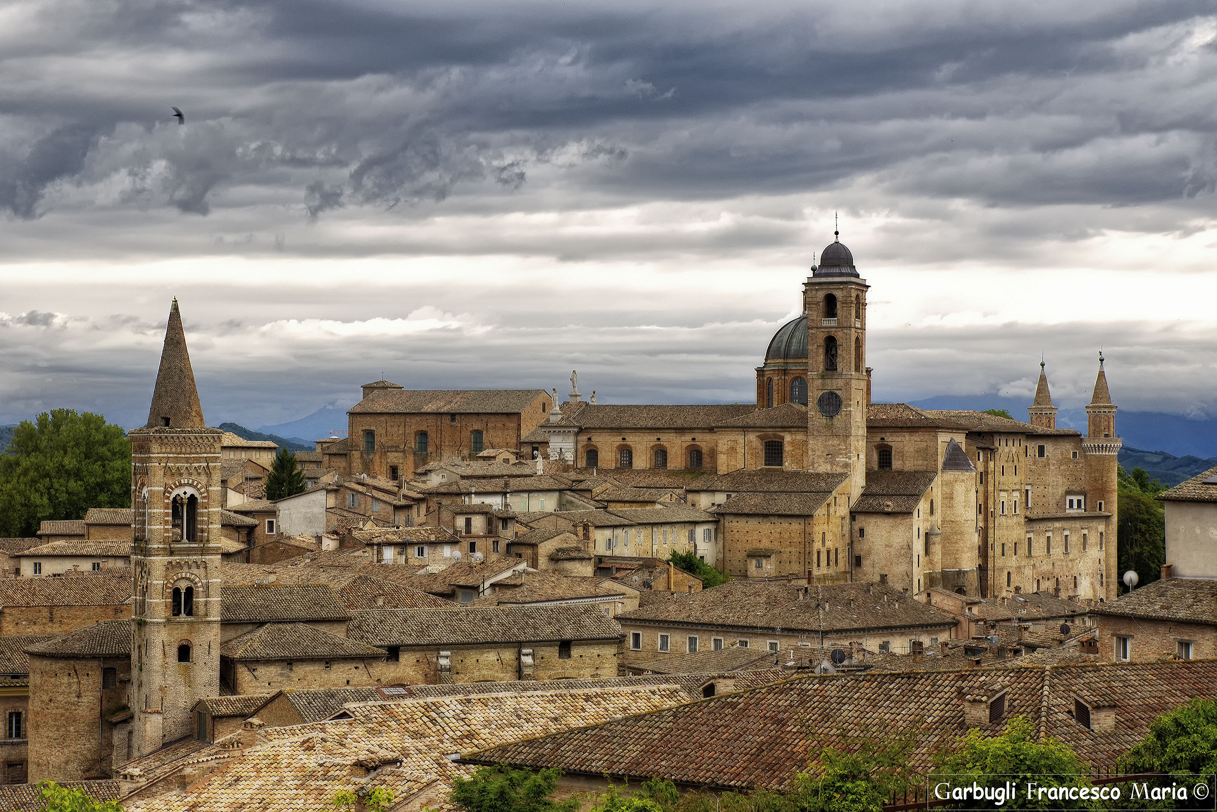 The swallow admires Urbino