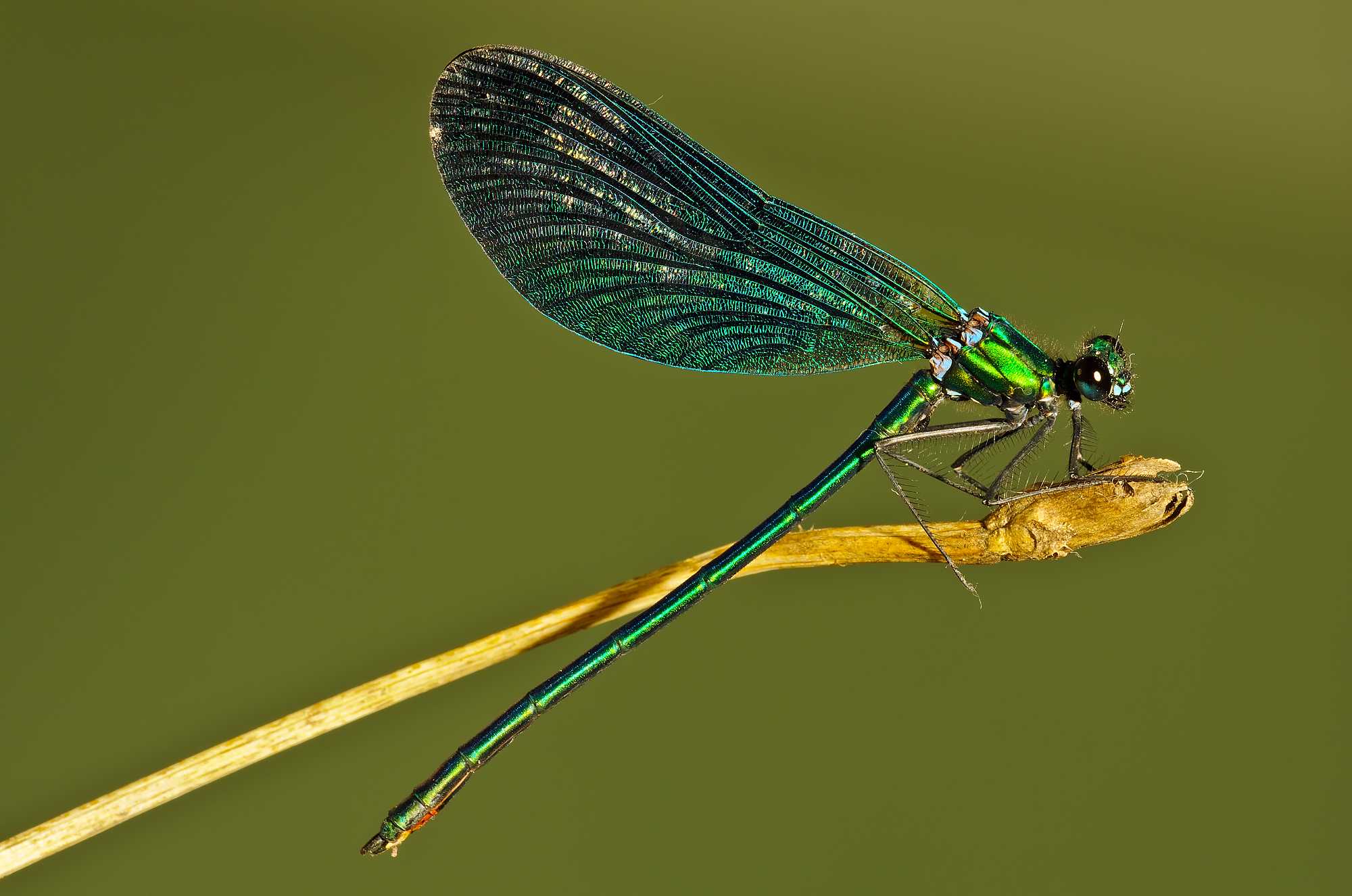 Calopteryx splendens (Harris, 1780) - Calopterygidae