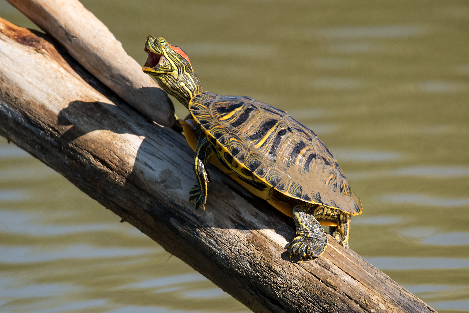 What laughs down there ...