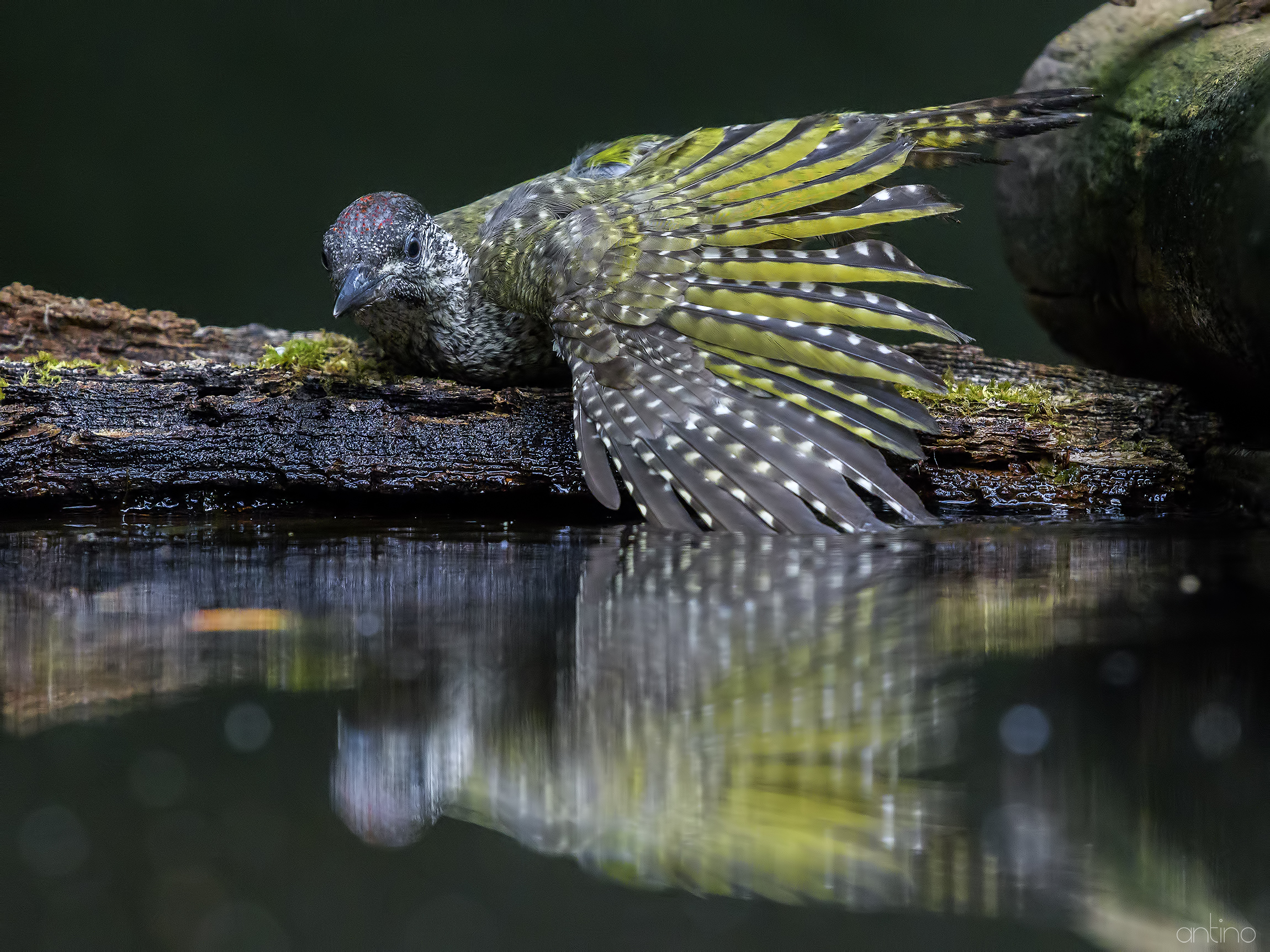 Young green woodpecker