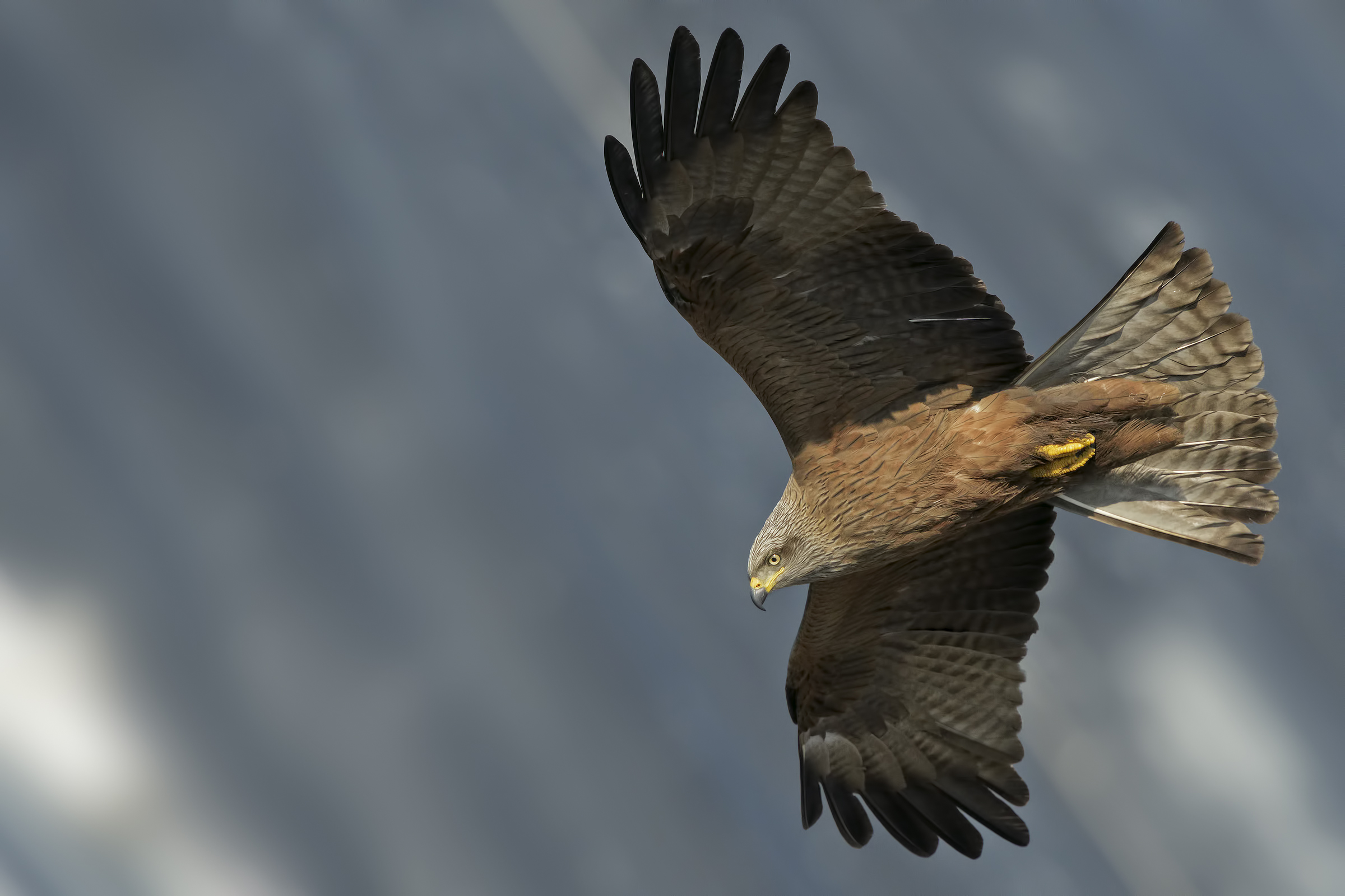 Brown thorn (Milvus migrans)