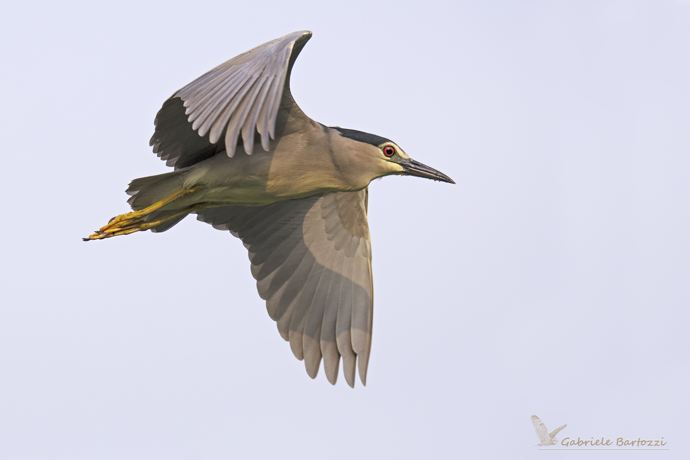 Nitticora (Nycticorax nycticorax)